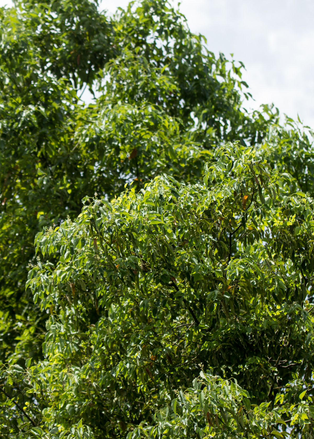 Camphor (Cinnamomum camphora)