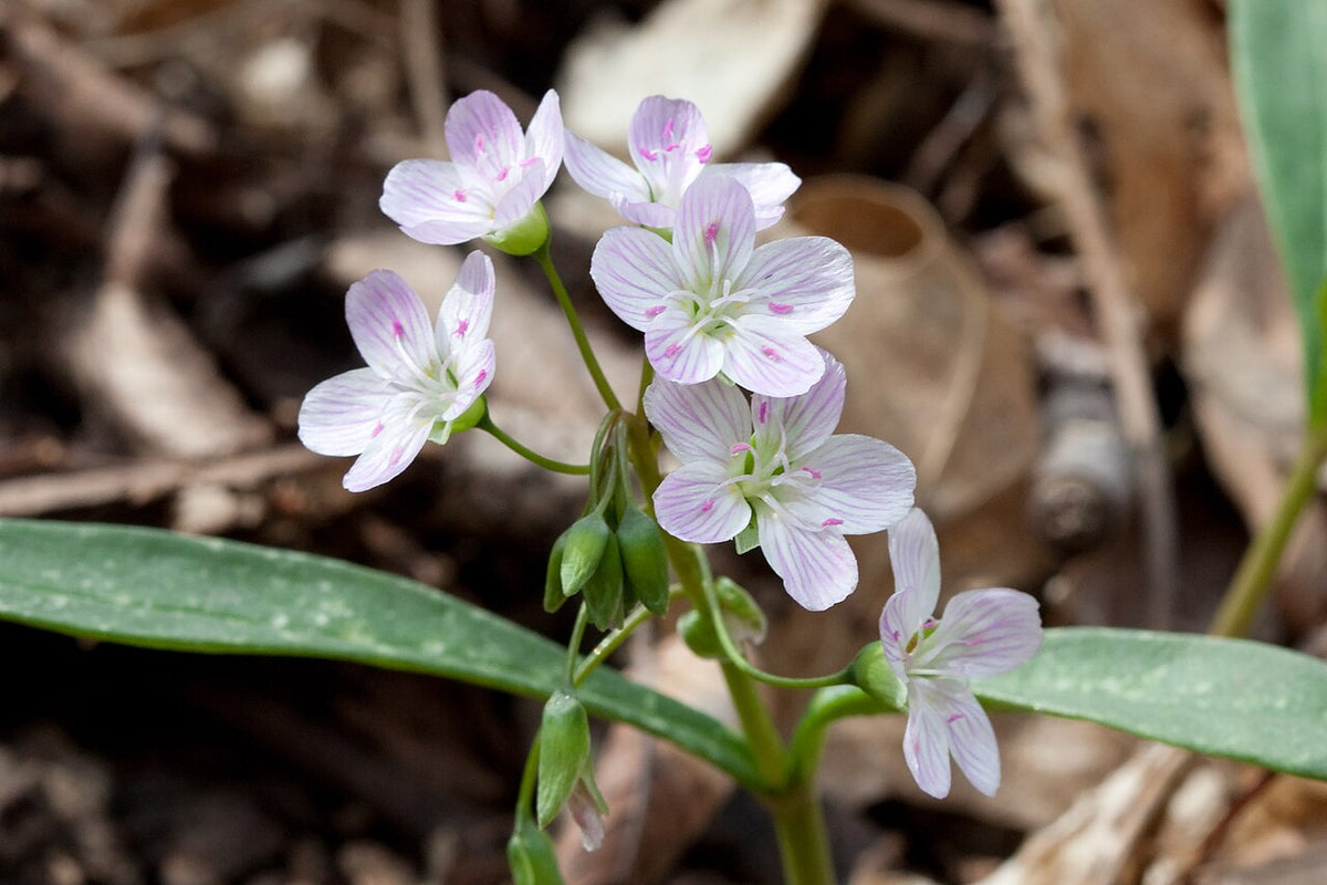 Claytonia Virginica Seeds (75) - Spring Beauty Wildflower, Pink & White Blooms, Native Perennial for Woodland Gardens