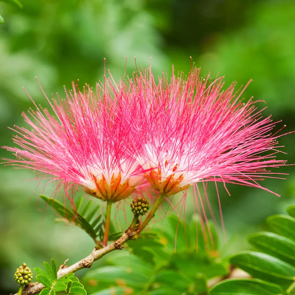 8 Live Mimosa Tree Cuttings | Albizia julibrissin | Fast-Growing Silk Tree | Fragrant Pink Blooms | DIY Garden Projects