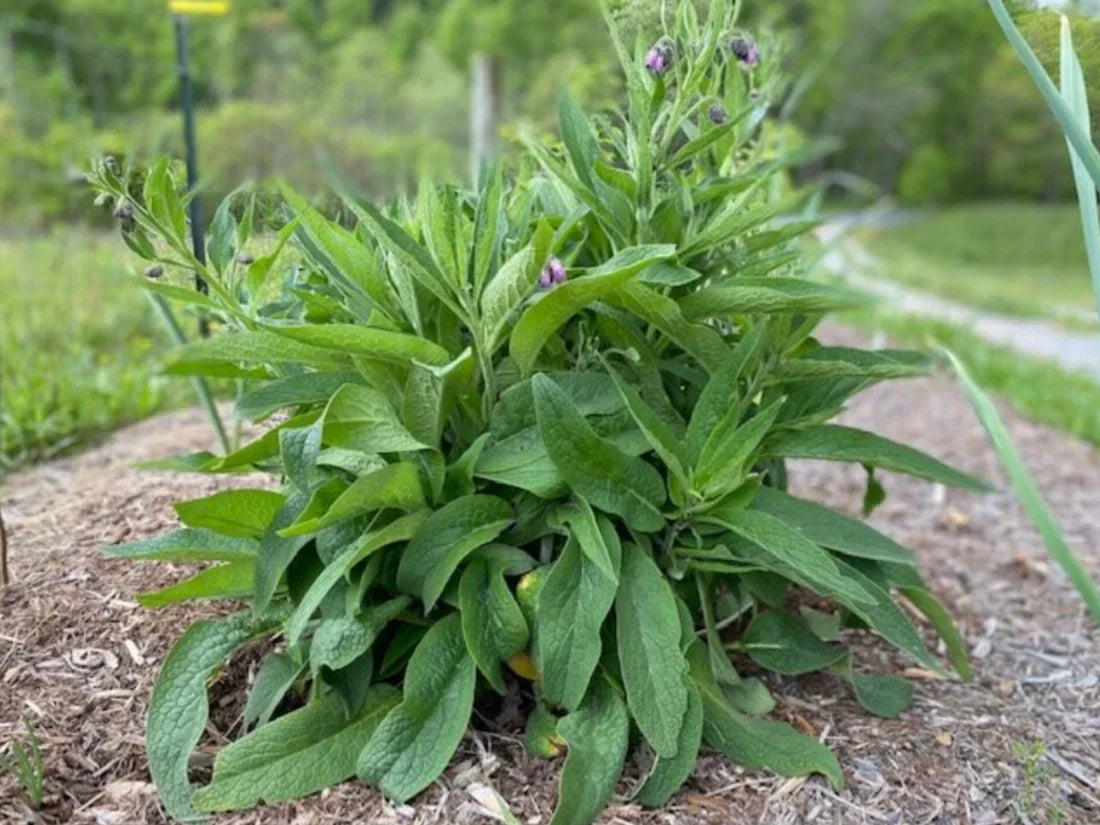4 Live Comfrey Root Cuttings | 3–4” Organic Bocking 4 Variety | Medicinal Fertilizer Pollinator Permaculture Plant