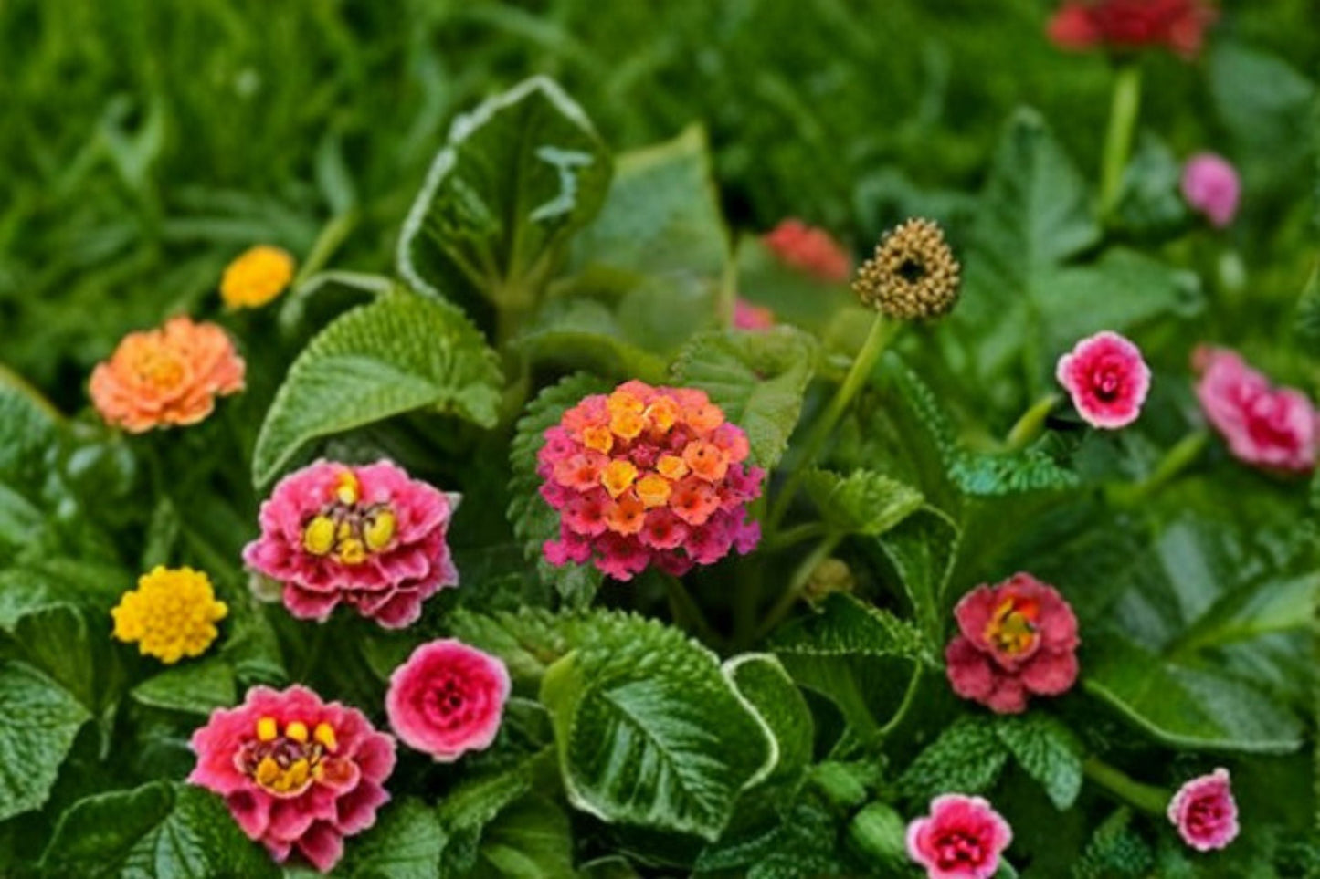 Live Chapel Hill Pink Huff Lantana Plug Plant - 1-3 Inches Tall - Lantana camara - Pink Flowering Perennial Shrub for Garden