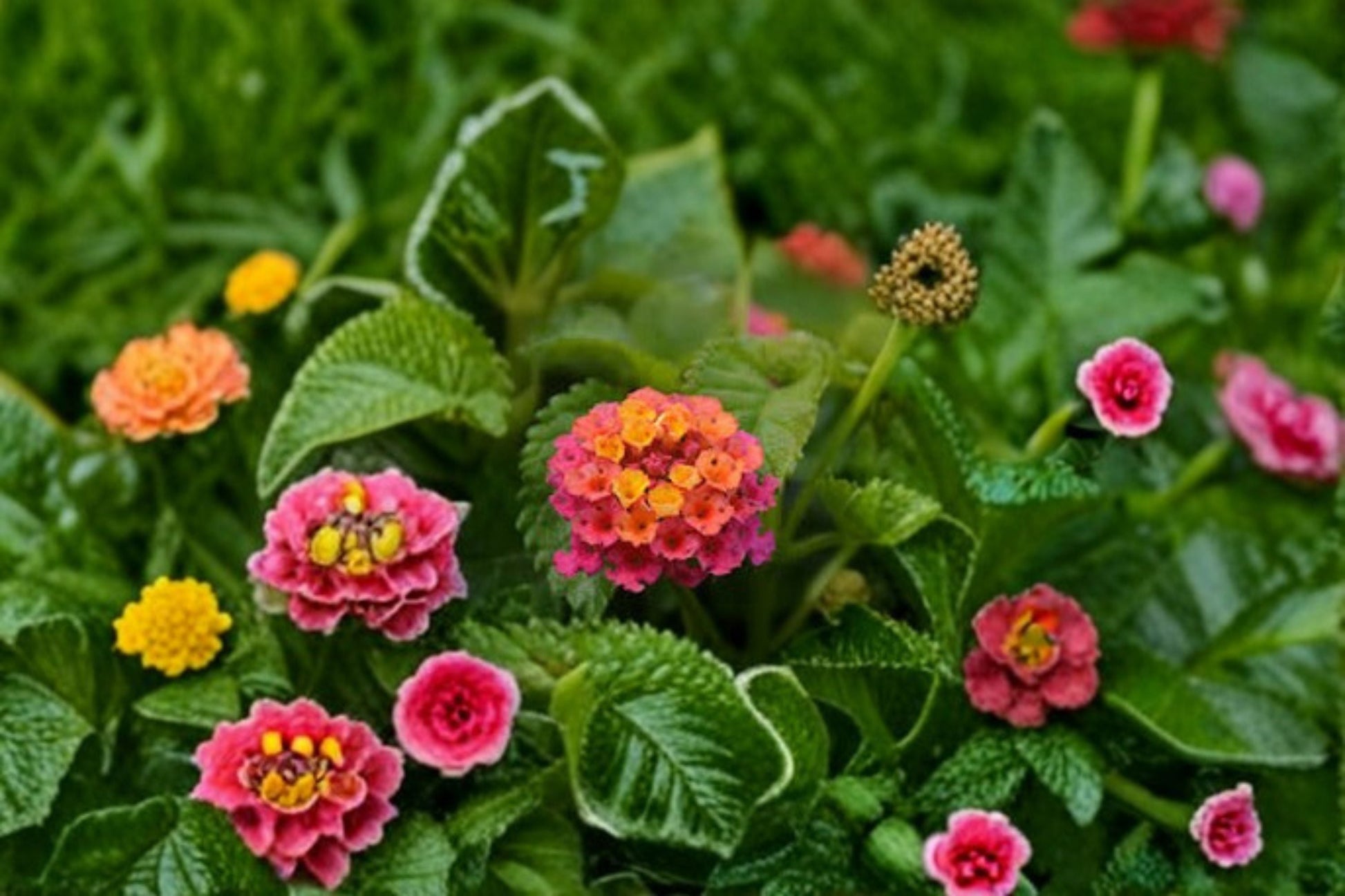 Live Chapel Hill Pink Huff Lantana Plug Plant - 1-3 Inches Tall - Lantana camara - Pink Flowering Perennial Shrub for Garden