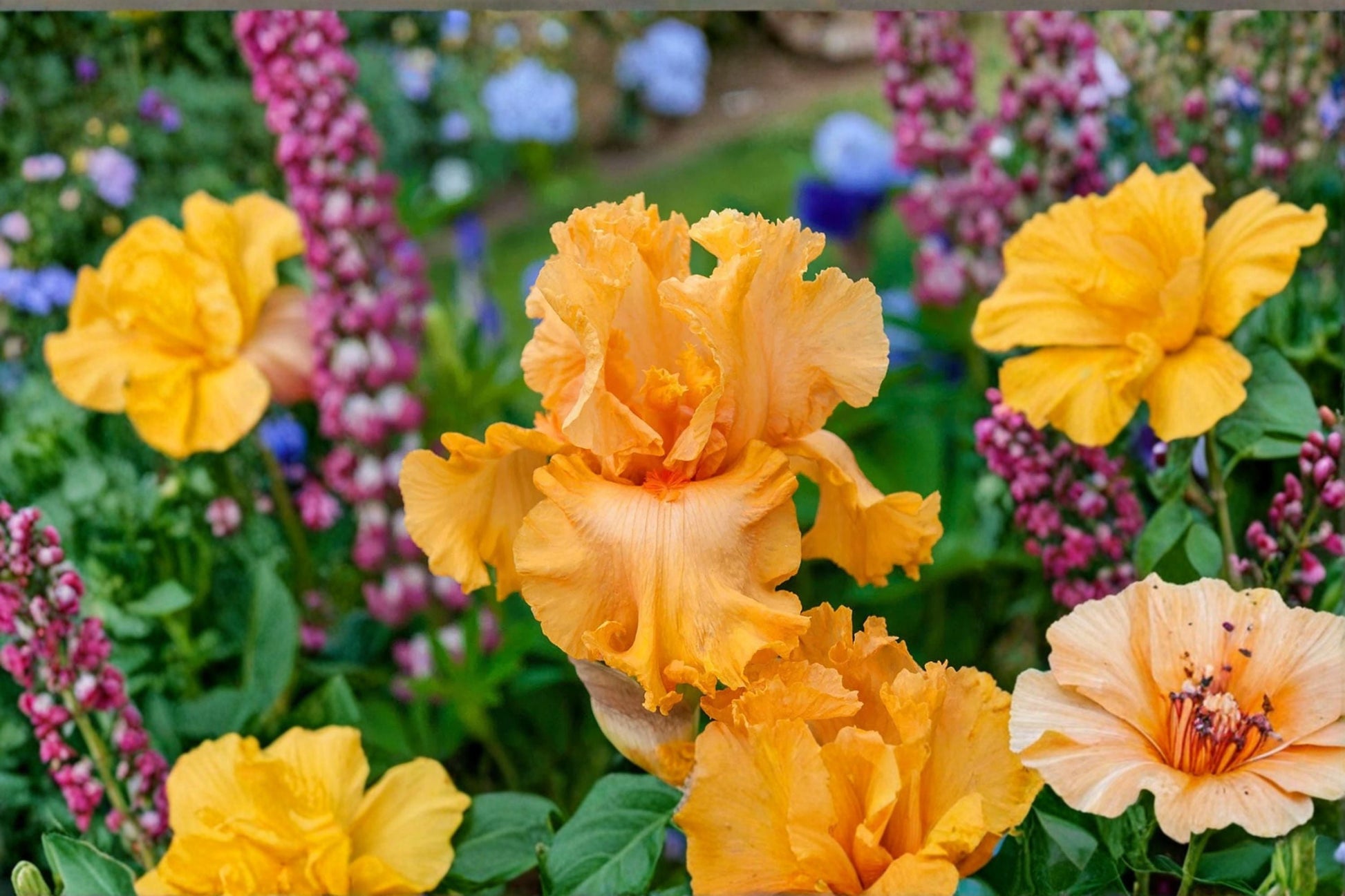 Orange King Iris Live Plant - Orange Bearded Iris Perennial - Iris germanica 'Orange King' - Drought Tolerant, Deer Resistant