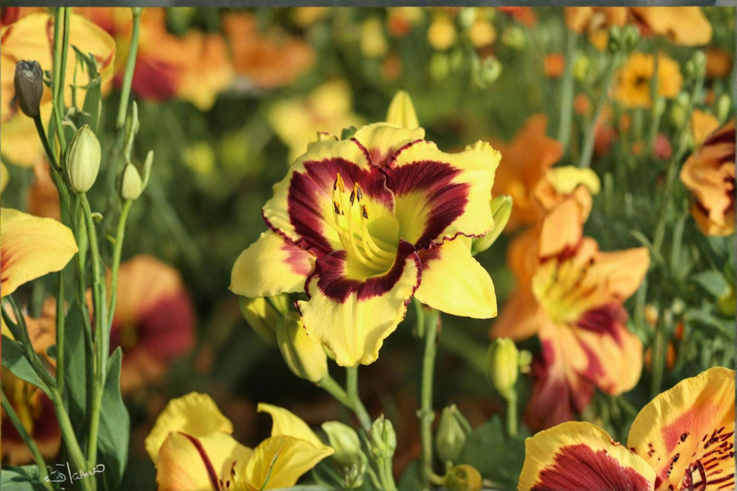 El Desperado Daylily Live Plant - Yellow Perennial Flower - Hemerocallis Hybrid - Hardy Garden Bloom