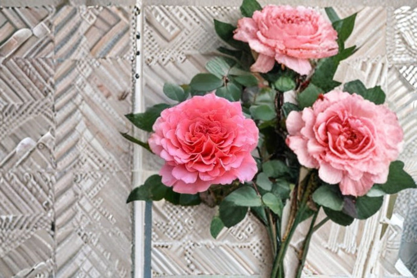 Fragrant Garden Rose Live Plant - Laurent Cabrol - Rosa hybrid - Ornamental Pink Shrub for Patios & Borders
