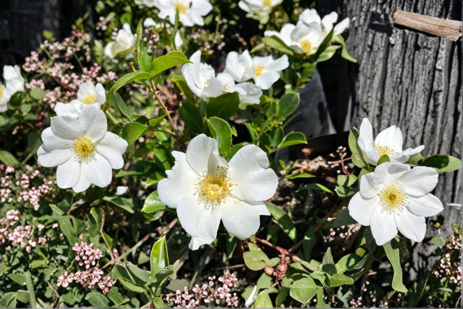 Cherokee Rose Live Plant - Bare Root White Climbing Rose - Rosa laevigata - Fast-Growing Ornamental Perennial for Trellises