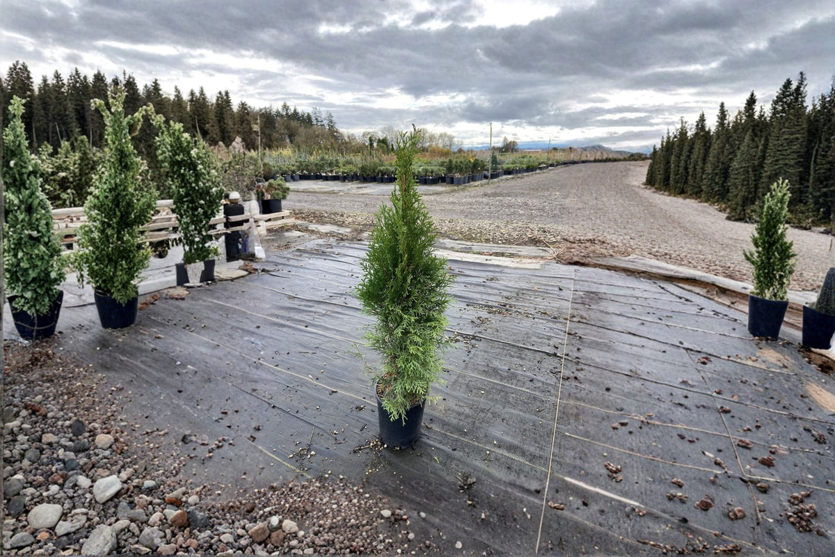 Emerald Green Arborvitae Plant - Thuja occidentalis ‘Smaragd’ - Evergreen Conifer for Hedges and Landscaping