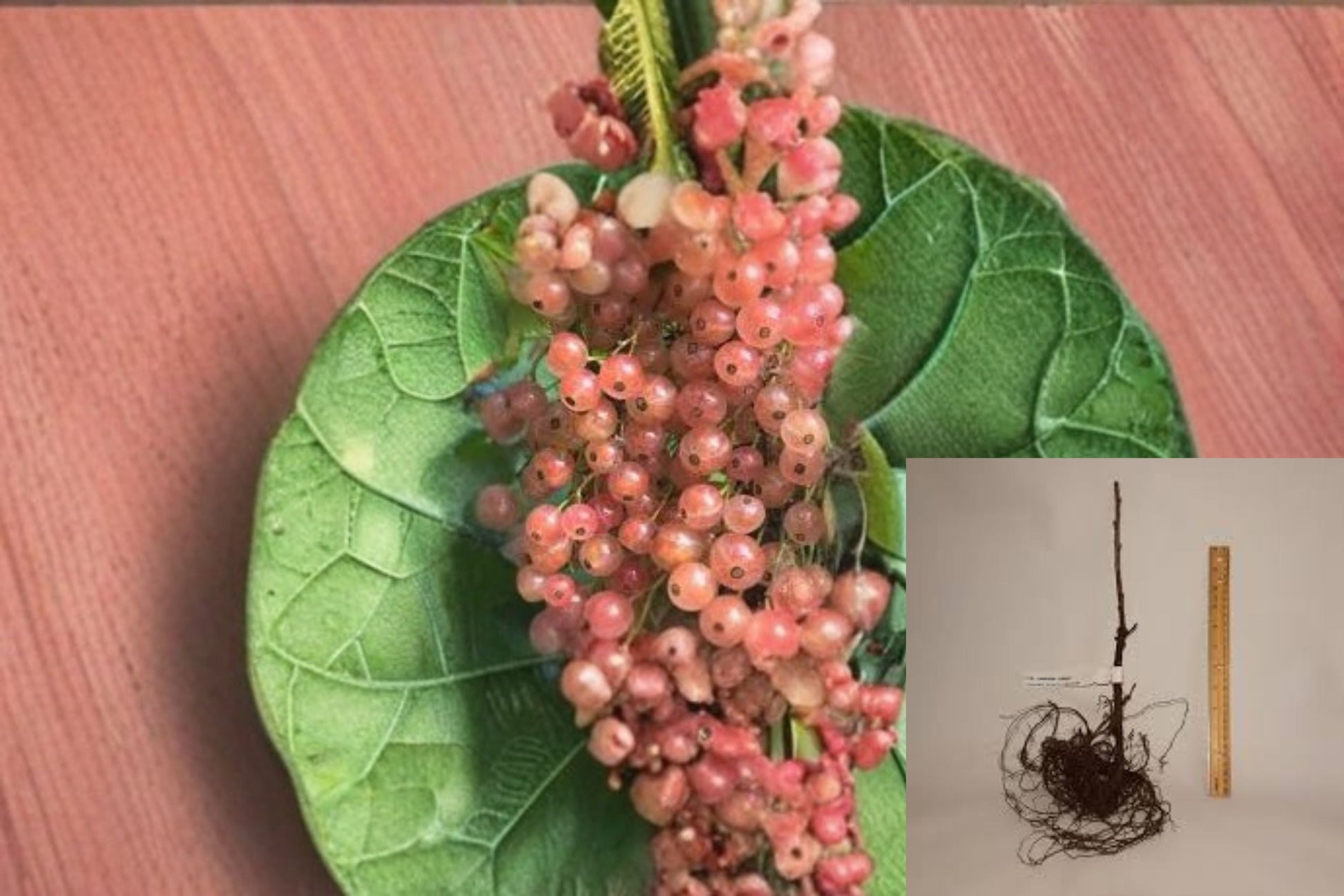 Pink Champagne Currant Cuttings – 8 Dormant Ribes rubrum Cuttings for Propagation, Edible Pink Berries, Fruit Shrub