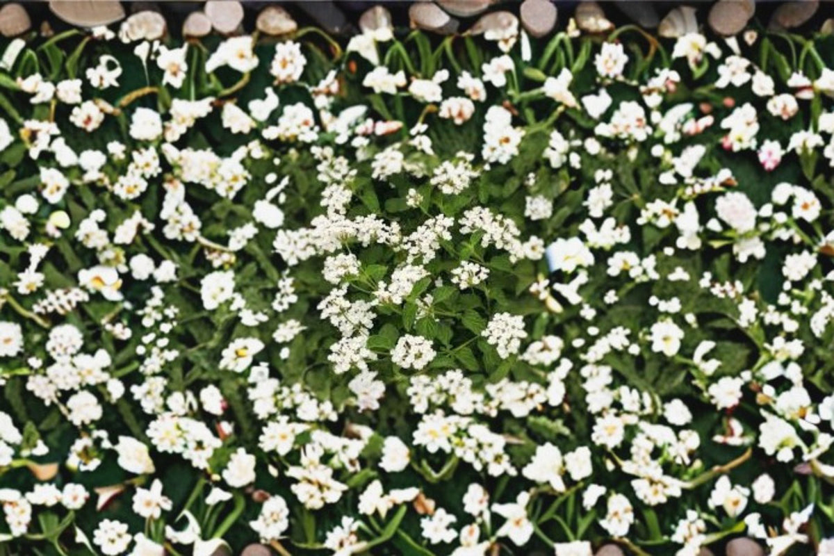 Trailing Lantana Plant - Starter Size - Colorful Blooms - Lantana camara - Ideal for Containers & Groundcover