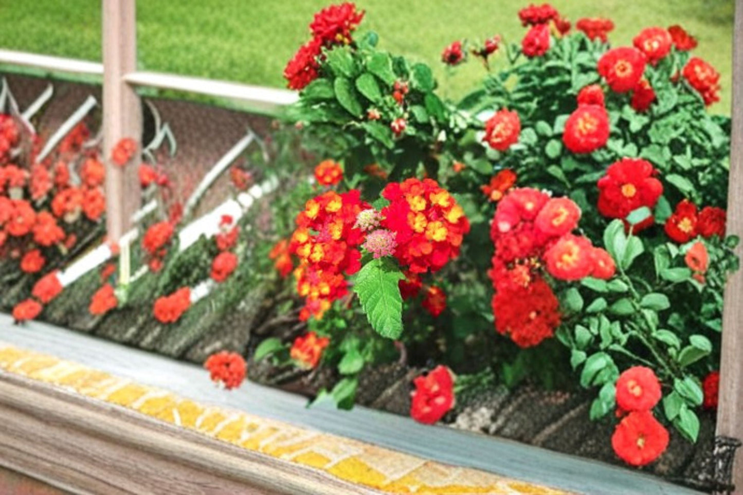 Dallas Red Lantana Plant - Lantana camara ‘Dallas Red’ - Bushy Evergreen Shrub with Red-Orange Flowers for Gardens and Containers