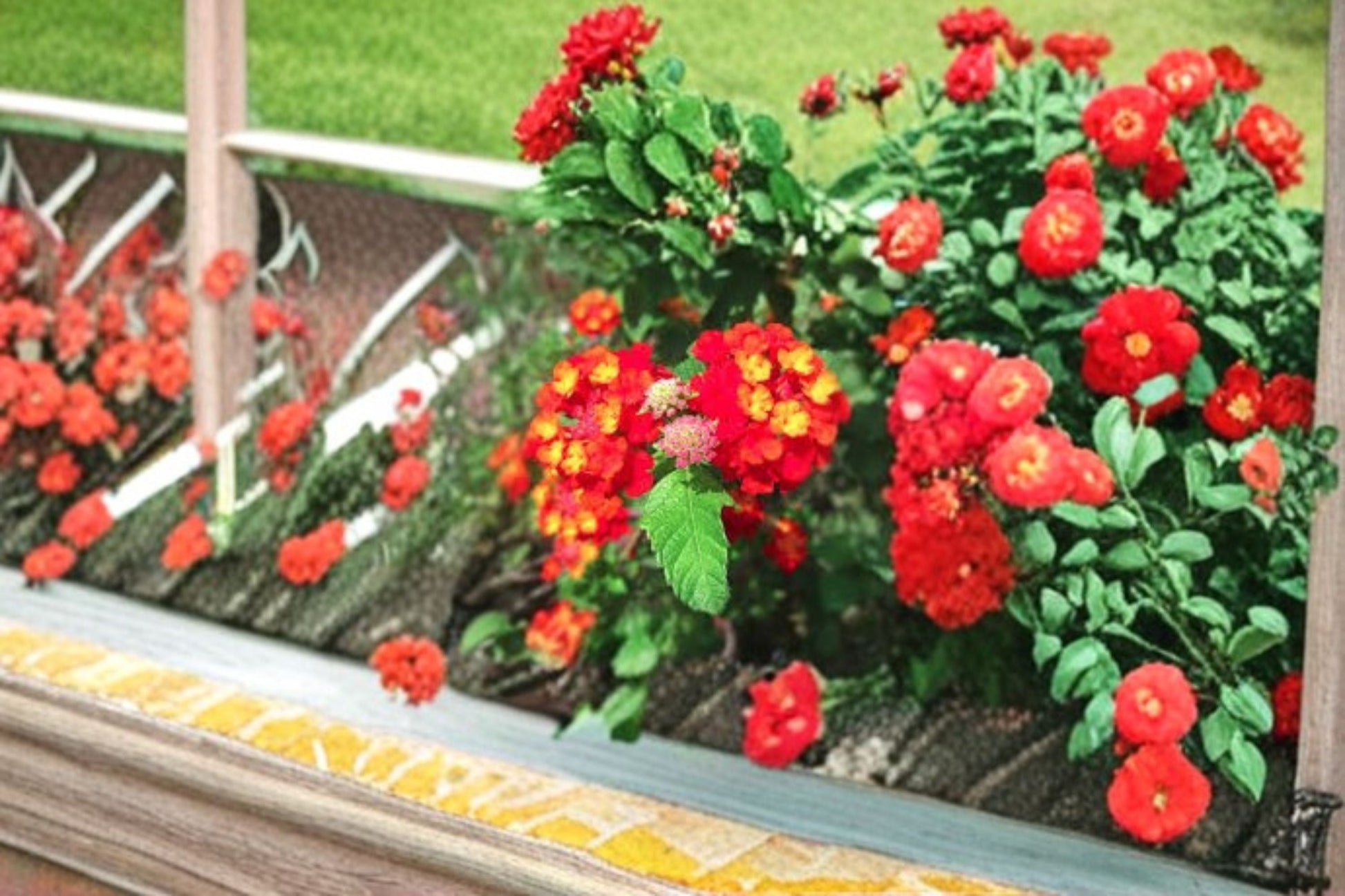 Dallas Red Lantana Plant - Lantana camara ‘Dallas Red’ - Bushy Evergreen Shrub with Red-Orange Flowers for Gardens and Containers