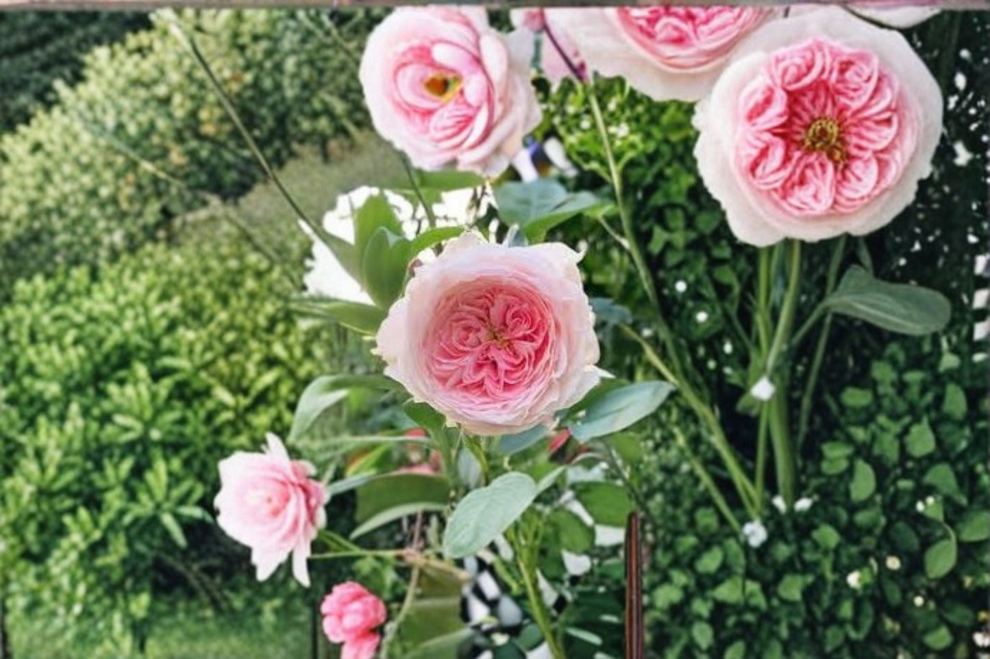 Pompom Veranda Rose Live Plant - Compact Repeat Blooming Patio Rose - Rosa hybrid - Pink Floral Shrub for Containers and Balconies