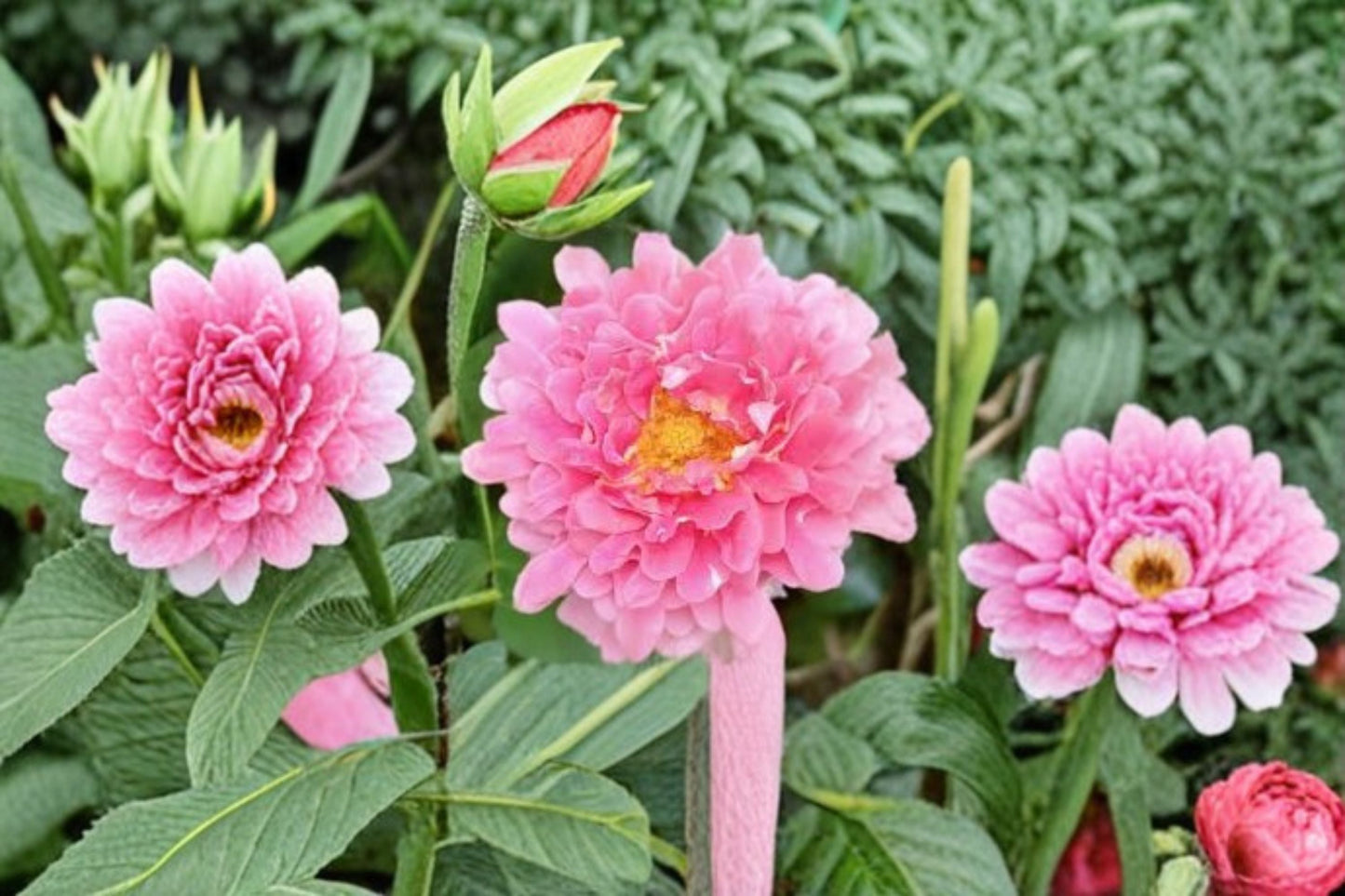 Fancy Ruffle Rose Live Plant - Ruffled Pink Apricot Blooms - Rosa hybrid - Fragrant, Repeat Blooming, Ornamental Shrub Rose