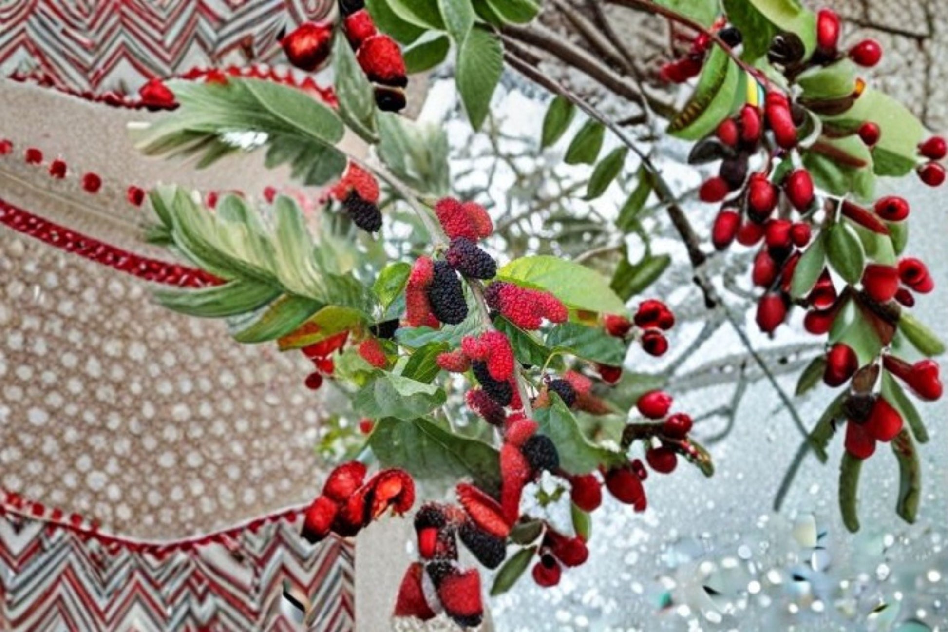 Illinois Everbearing Mulberry Live Plant - Morus alba x rubra - Fast Growing Fruit Tree Starter for Edible Landscaping