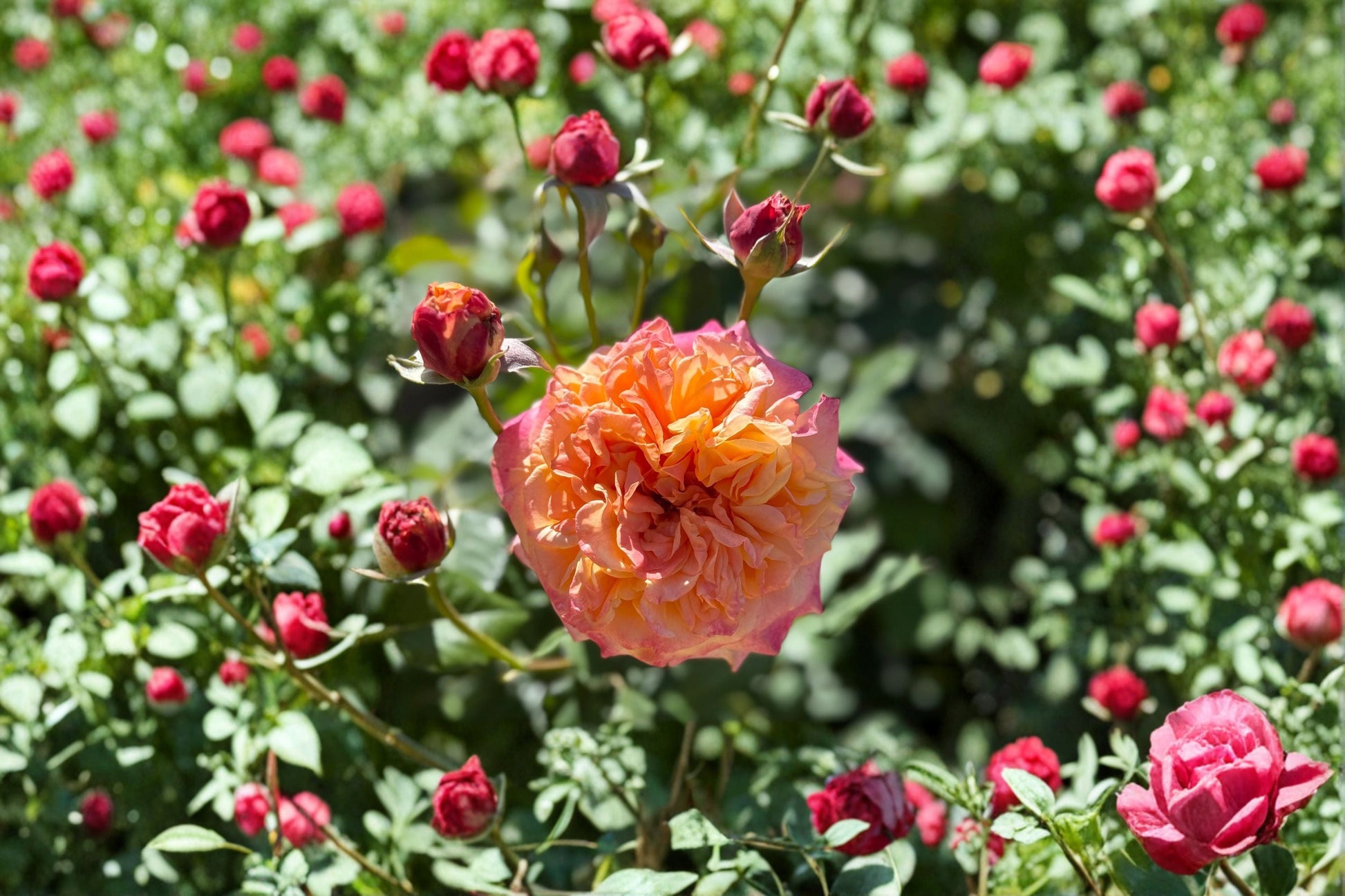 Crazy Love Rose Live Plant - 1.5 Gal Apricot Orange Shrub Rose - Rosa 'Crazy Love' - Fragrant, Repeat Blooming, Own Root