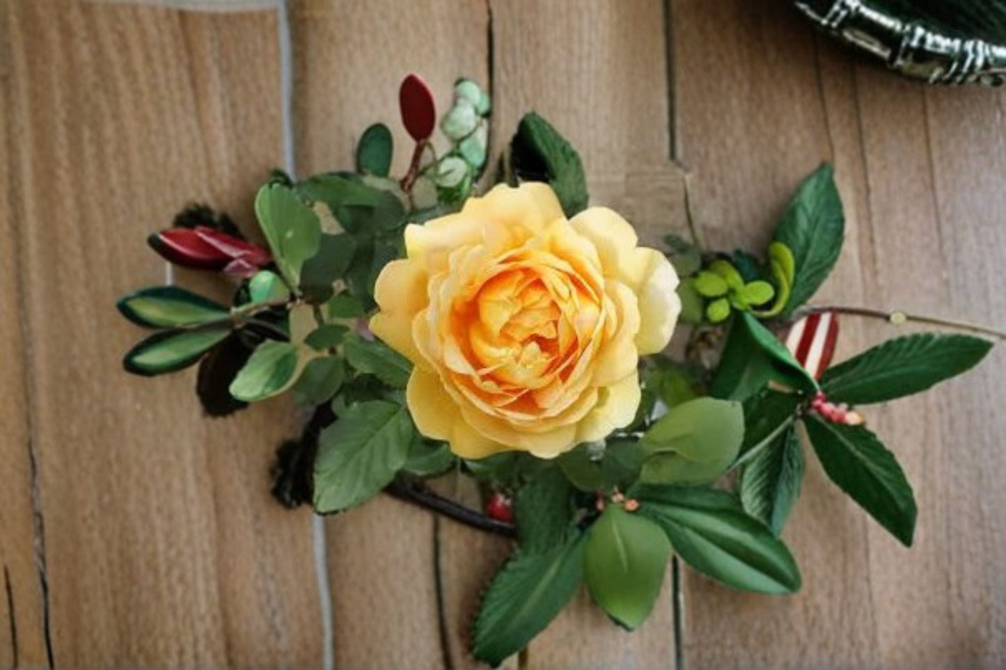 Own Root Live Rose Plant - Ausgold English Garden Rose - Yellow Blooms - Rosa hybrid