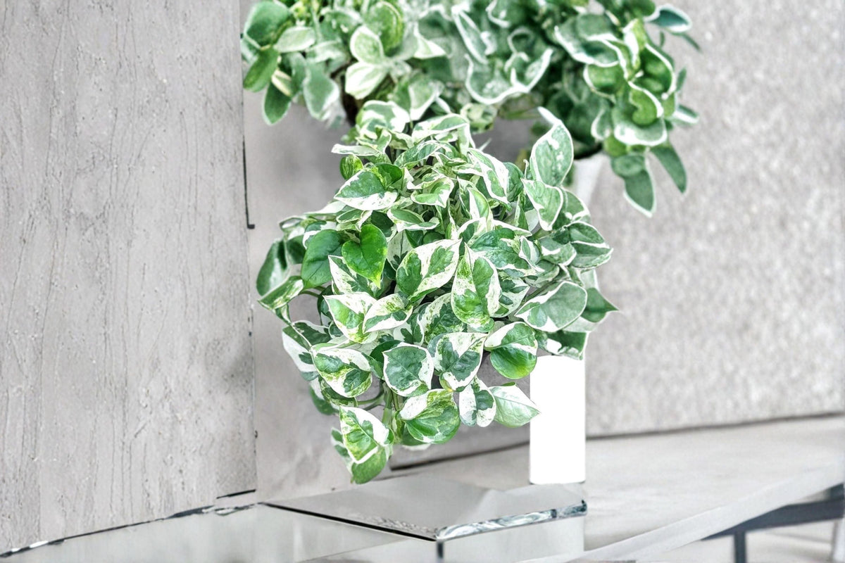 Pothos Cuttings - 3 Unrooted Pearls and Jade - Epipremnum aureum ‘Pearls and Jade’ - Variegated Indoor Trailing Plant