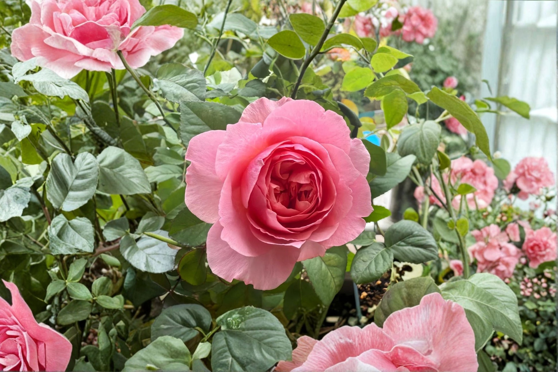 Victoria’s Kiss Rose Live Plant - Pink Peony Style Cut Rose - Rosa hybrid - Densely Double Flowers - Light to Deep Pink Blooms