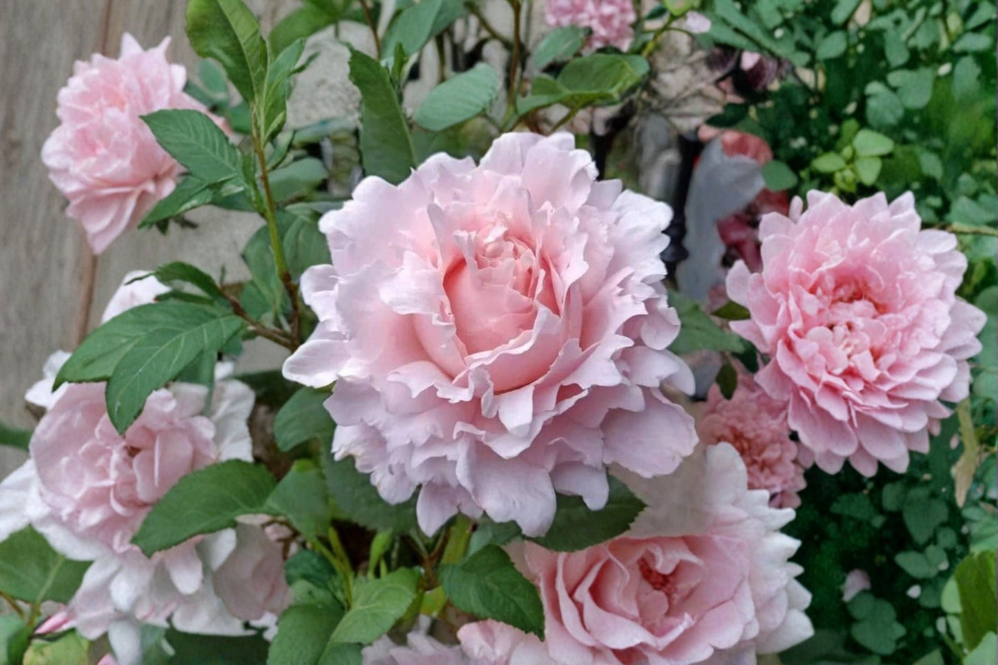 Sophie Rochas Rose Live Plant - Fragrant Pink French Cut Rose - Rosa hybrid - Ornamental Perennial for Gardens & Containers
