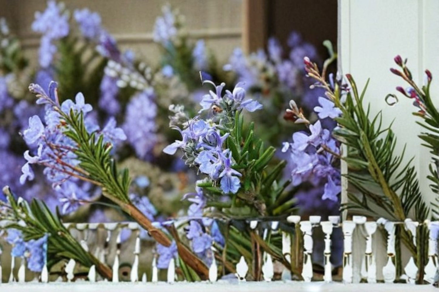 Ken Taylor Rosemary Plant - Aromatic Evergreen Herb - Rosmarinus officinalis ‘Ken Taylor’ - Culinary Garden Essential
