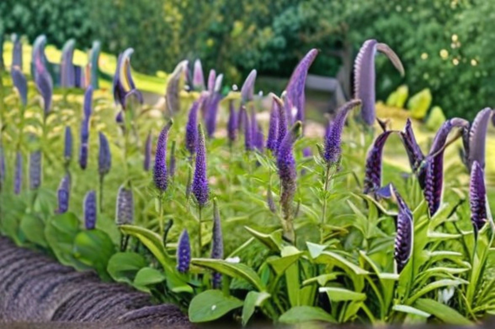 Veronica Speedwell Plant - Pink Flowering Perennial - Veronica spicata - Pollinator-Friendly for Gardens & Containers