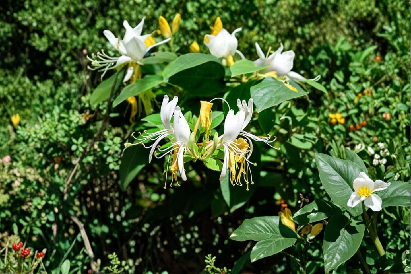 Scentsation Honeysuckle Live Bare Root Plant - Fragrant White Vine - Lonicera periclymenum - Climbing Flowering Vine