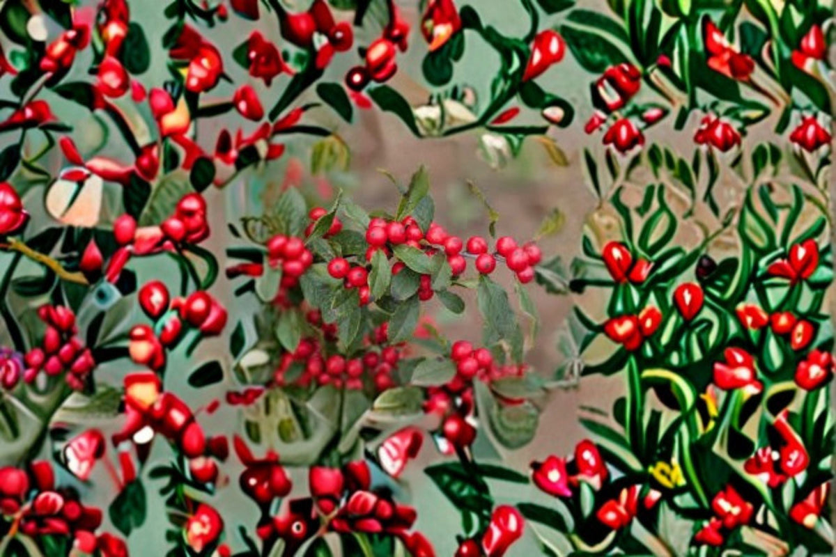 Christmas Cactus Starter Plant - Miss Shimano - Schlumbergera Truncata - Well-Rooted Indoor Cactus for Holiday Decor