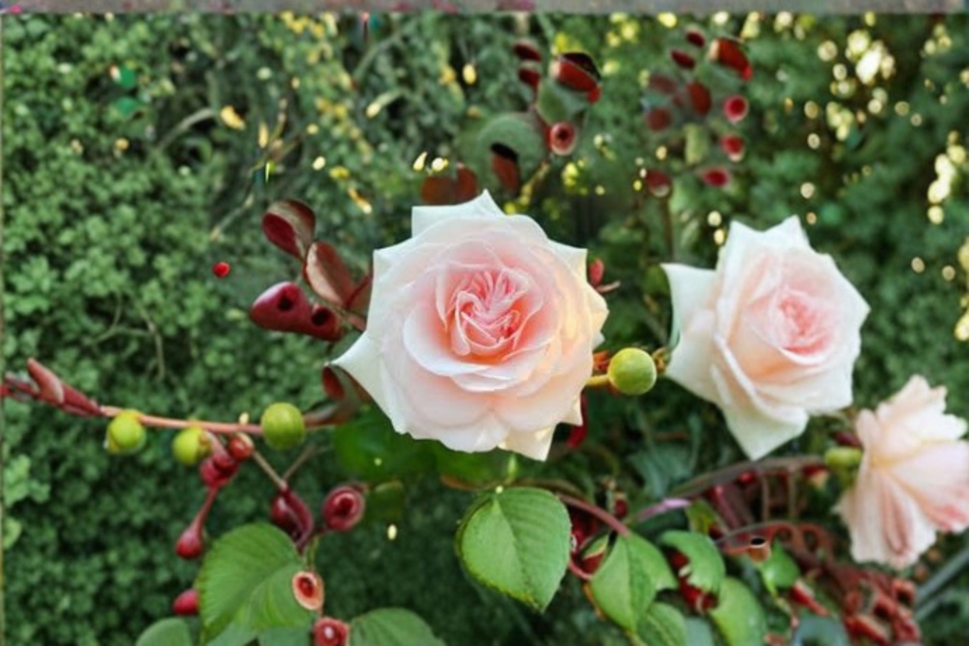 Fragrant Cut Rose Plant - Gallon Size Prince Jardinier (Rosa hybrid) - Repeat Blooming, Disease Resistant, Cream Pink Flowers