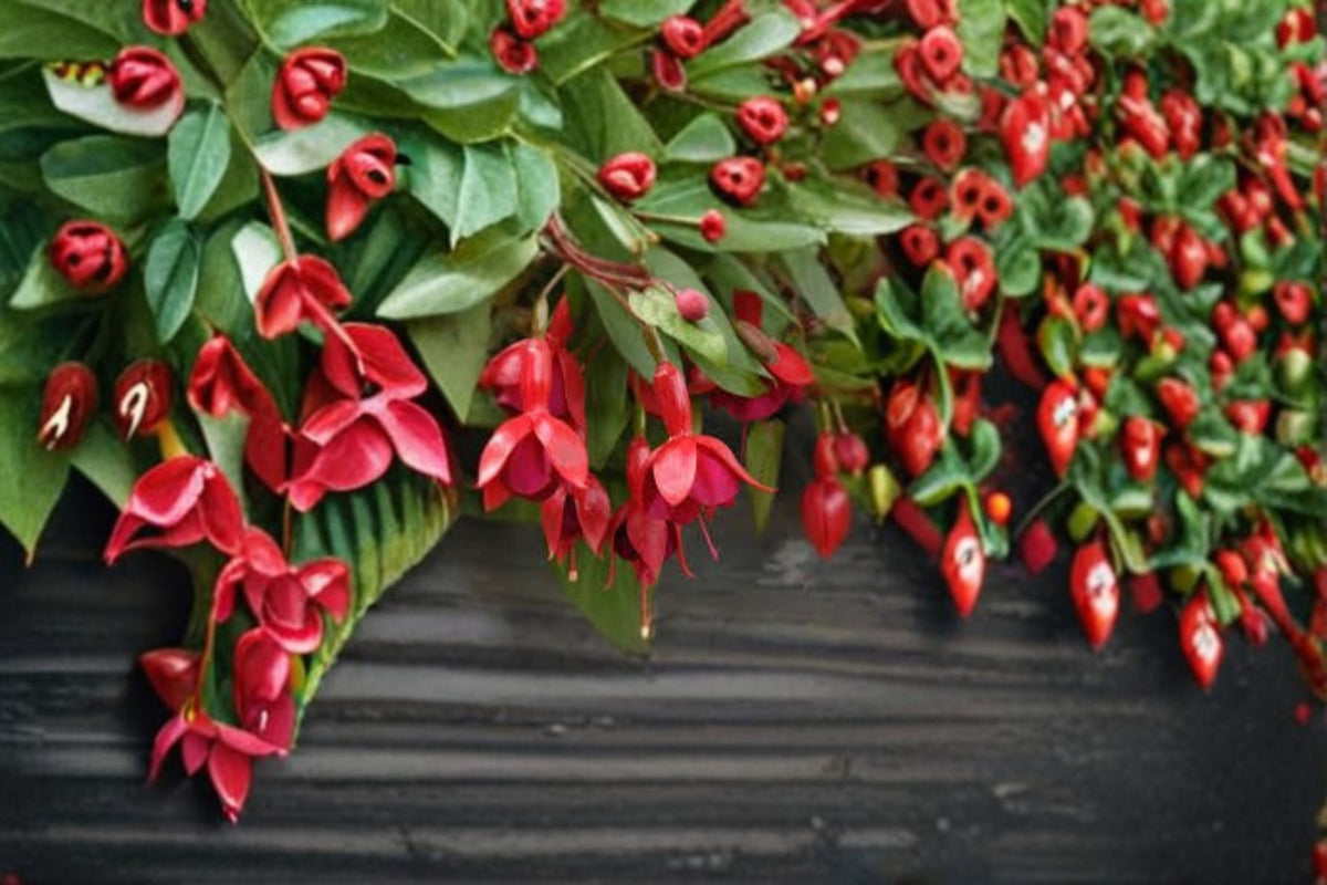Fuchsia Plant Starter - Fuchsia Marinka - Semi-Trailing with Red & Purple Flowers - Fuchsia hybrida - Perfect for Baskets & Containers