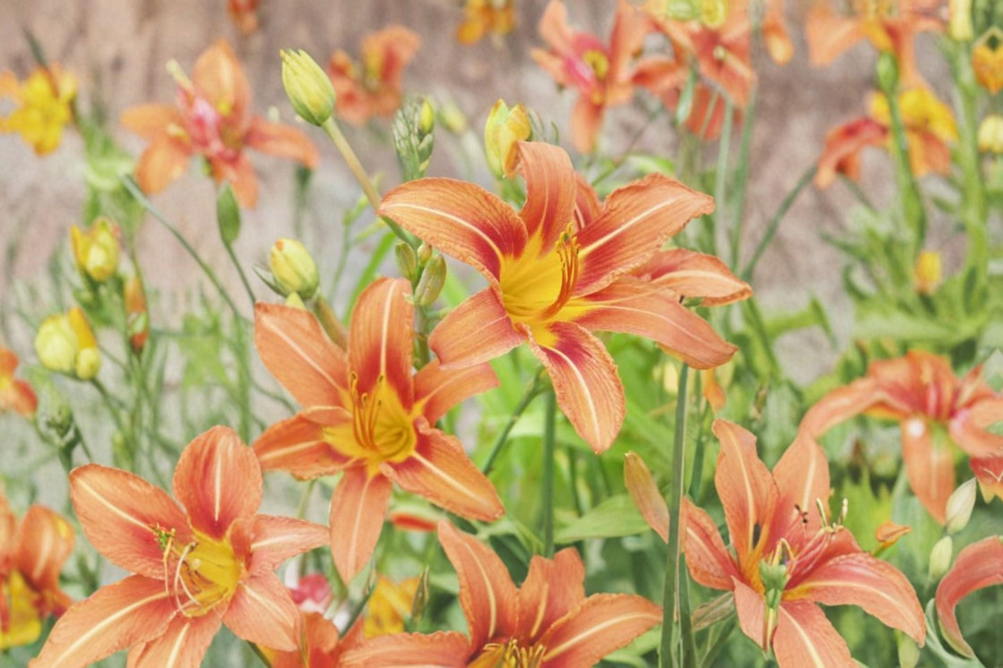 Orange Daylily Live Plant - Bare Root Perennial Flower - Bright Orange Blooms - Hemerocallis Hybrid for Garden Borders