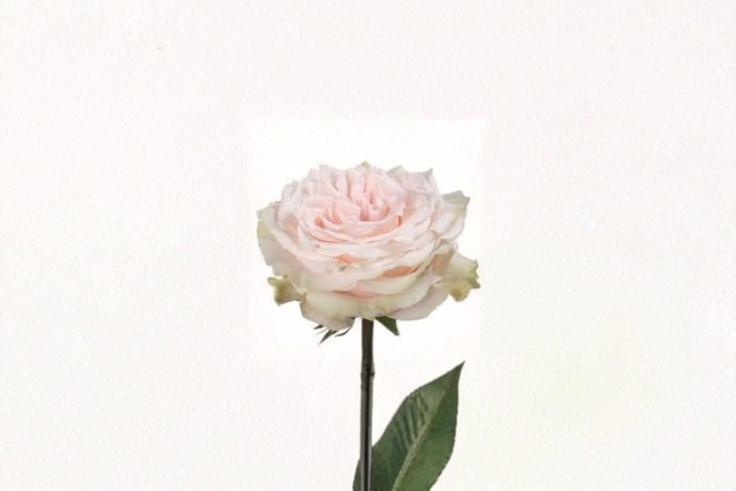 Live Pink Champagne Rose Plant - Soft Pink Fragrant Cut Rose - Rosa hybrid - Ornamental Garden & Patio Flowering Shrub