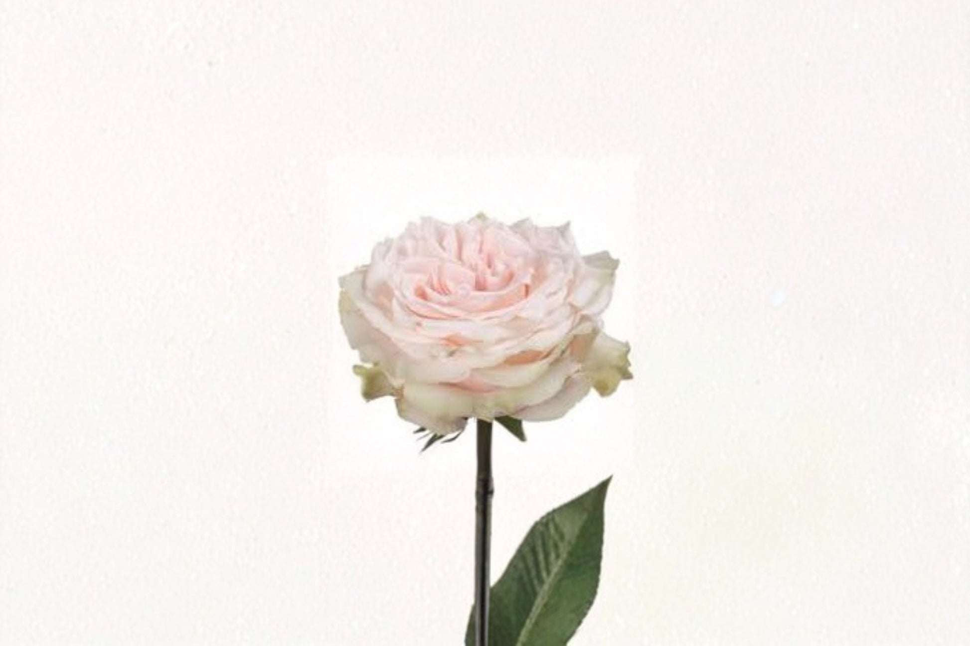 Live Pink Champagne Rose Plant - Soft Pink Fragrant Cut Rose - Rosa hybrid - Ornamental Garden & Patio Flowering Shrub