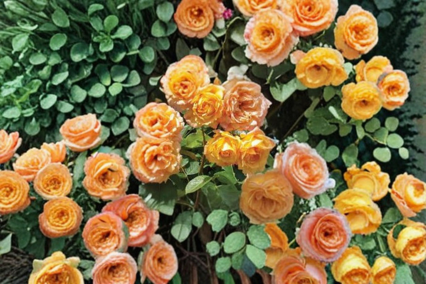 Garden Sun Climbing Rose Live Plant 1.5 Gal Peach Apricot - Rosa 'Garden Sun' Own-Root Fragrant Climbing Flower