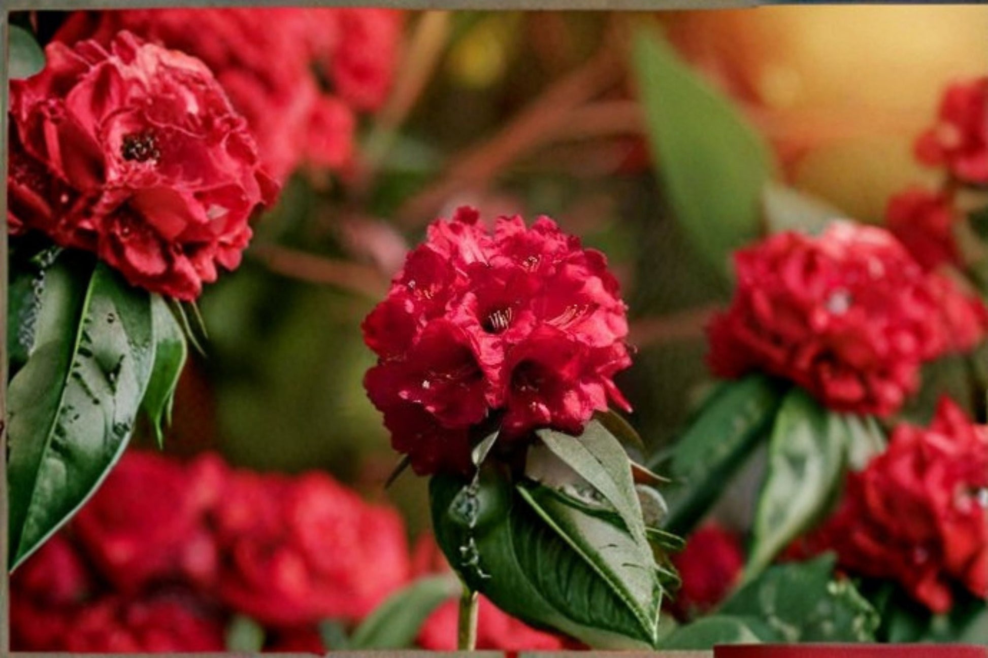 Holden Red Rhododendron Live Starter Plant - L7 Pot - Evergreen Flowering Shrub - Rhododendron ‘Holden’ - Rosy Red Blooms