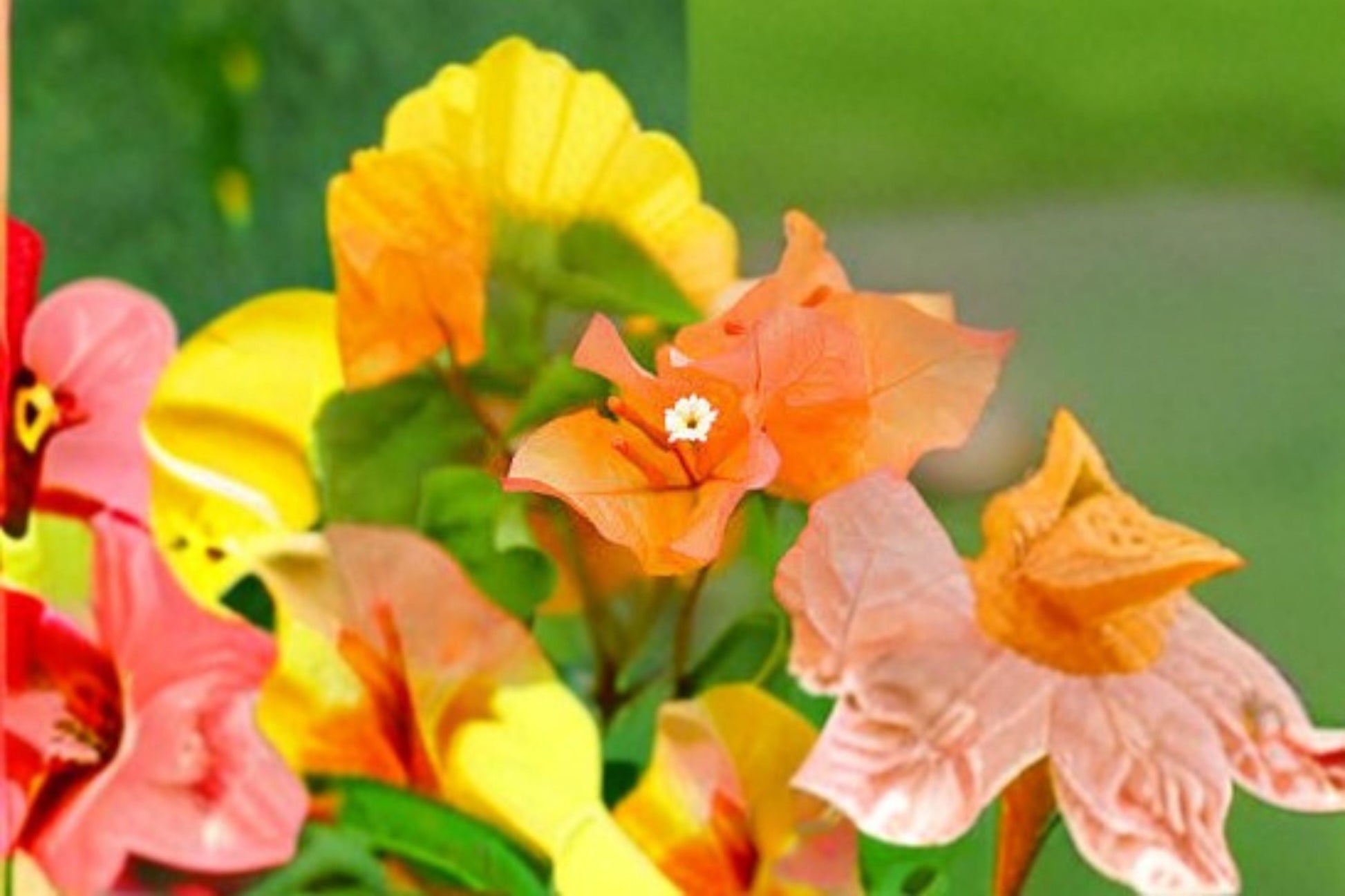Bengal Orange Variegated Bougainvillea Live Starter Plug Plant - Ornamental Flowering Vine - Bougainvillea spp.