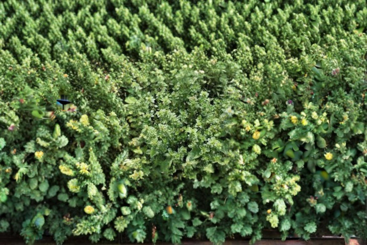 Garden Thyme Plant - Perennial Culinary Herb - Thymus vulgaris - Aromatic, Drought-Tolerant, Sun-Loving, Container-Friendly
