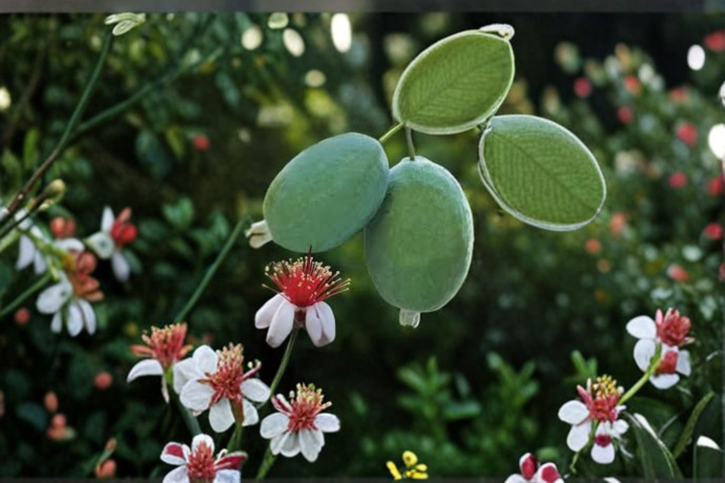 Pineapple Guava Live Plant - Edible Fruit Evergreen Shrub - Acca sellowiana - Ideal for Home Orchards & Gardens