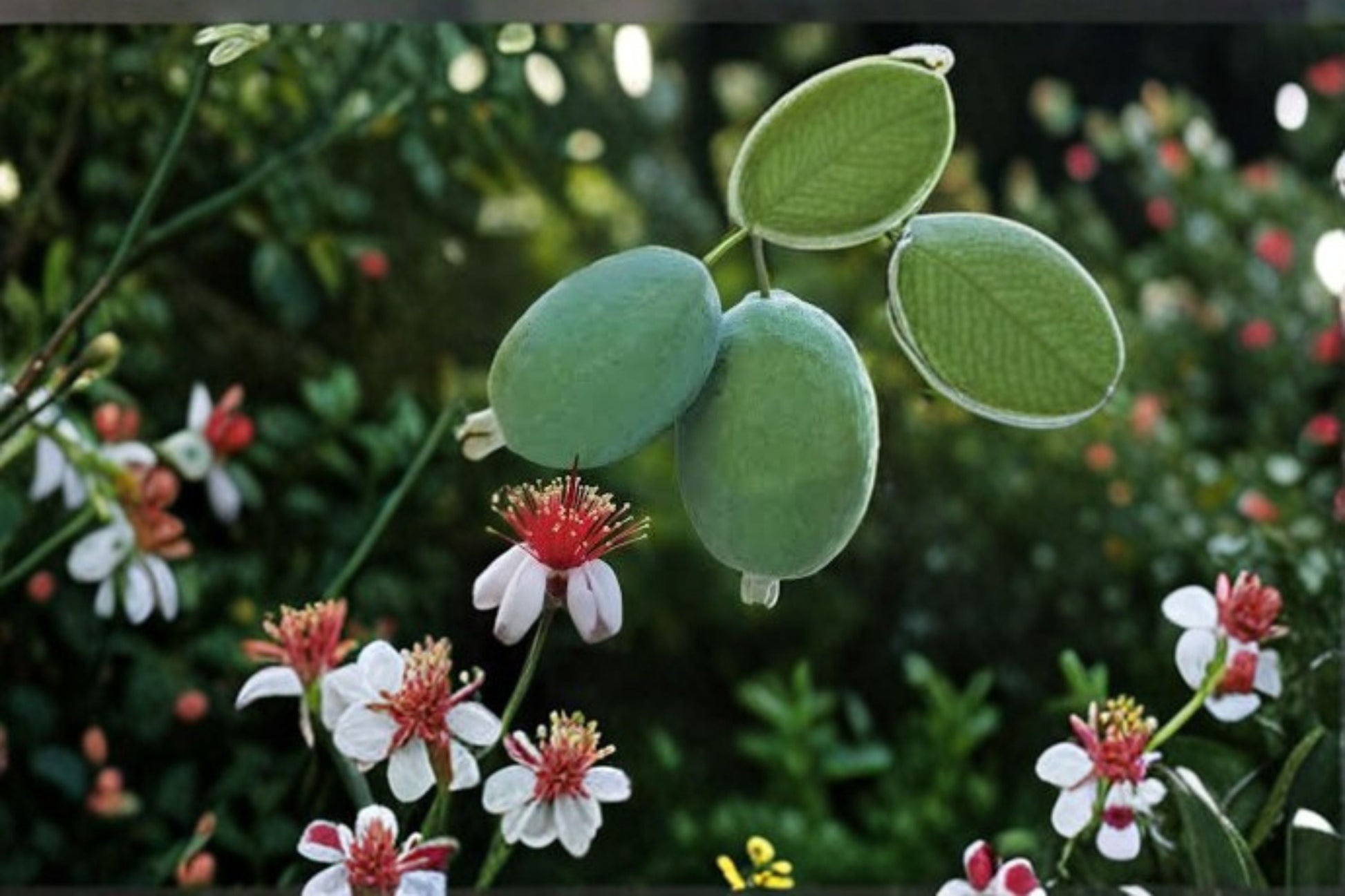 Pineapple Guava Live Plant - Edible Fruit Evergreen Shrub - Acca sellowiana - Ideal for Home Orchards & Gardens