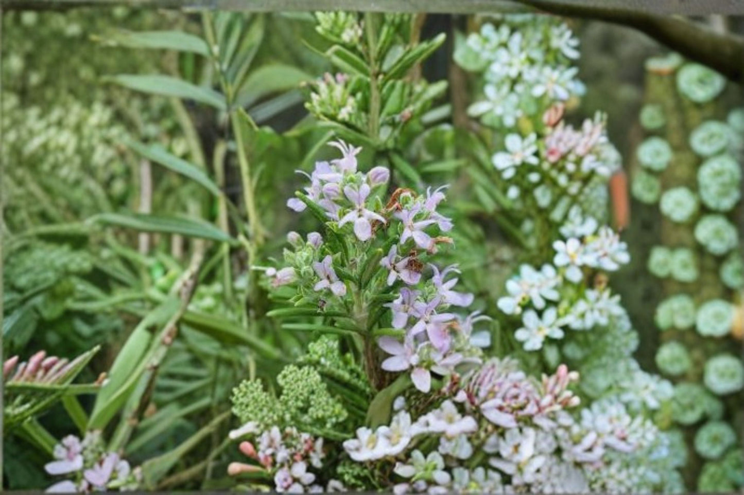 Huntington Carpet Rosemary Plant – Rosmarinus officinalis ‘Huntington Carpet’ – Aromatic Evergreen Groundcover Herb