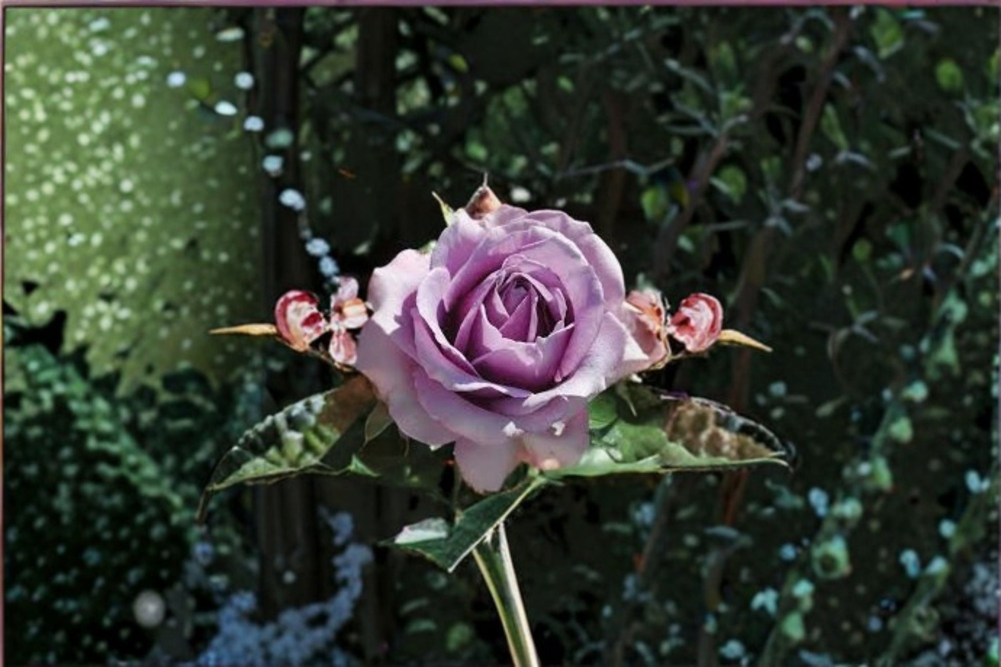 Quicksilver Climbing Rose Cuttings - 3 Unrooted Lavender Rose Cuttings - Rosa ‘Quicksilver’ for Vertical Gardens