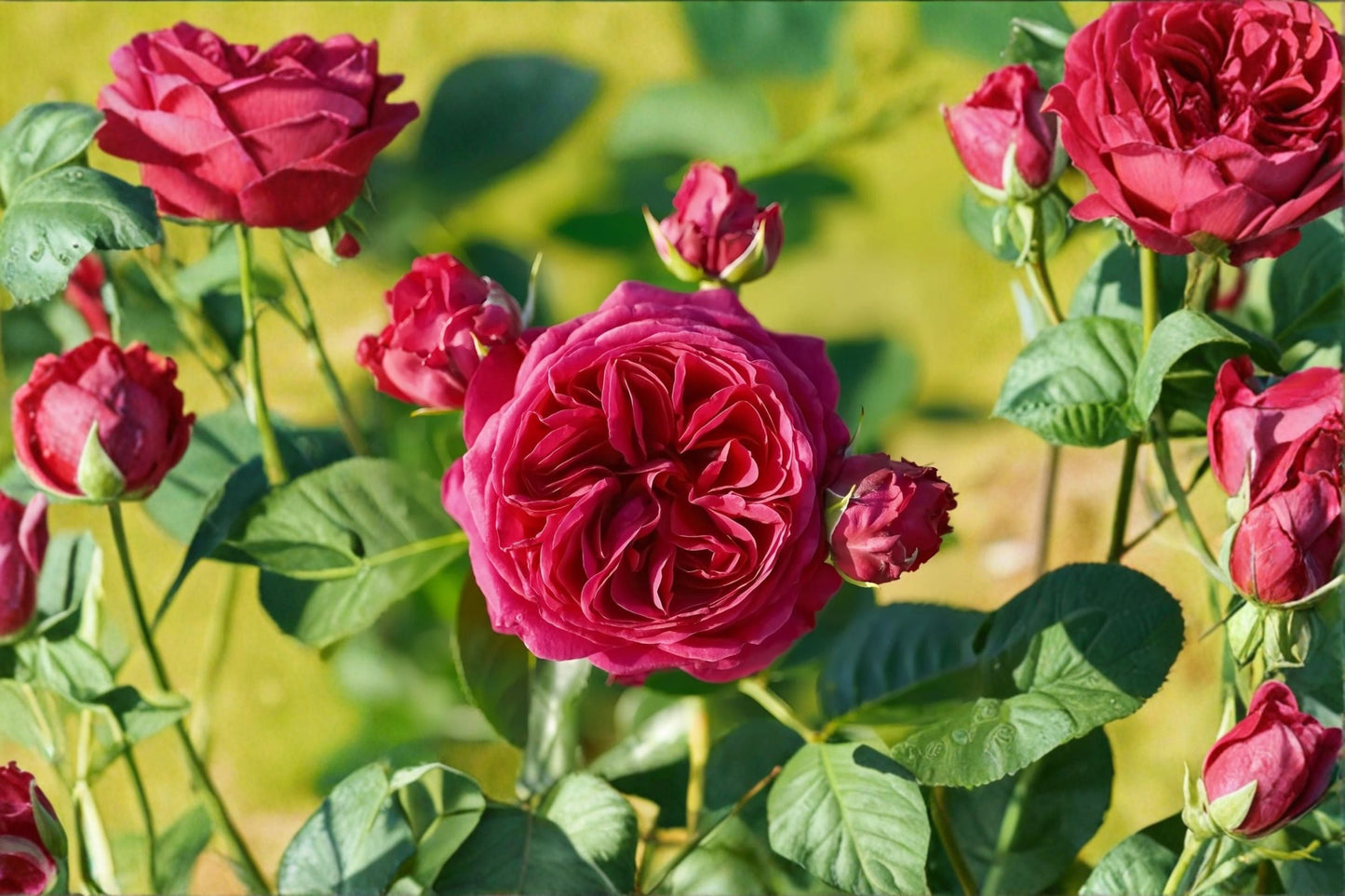 Marietta Tantau Rose Live Plant – Red Purple Hybrid Tea Rose – Rosa hybrid – Elegant Ornamental Garden Flower