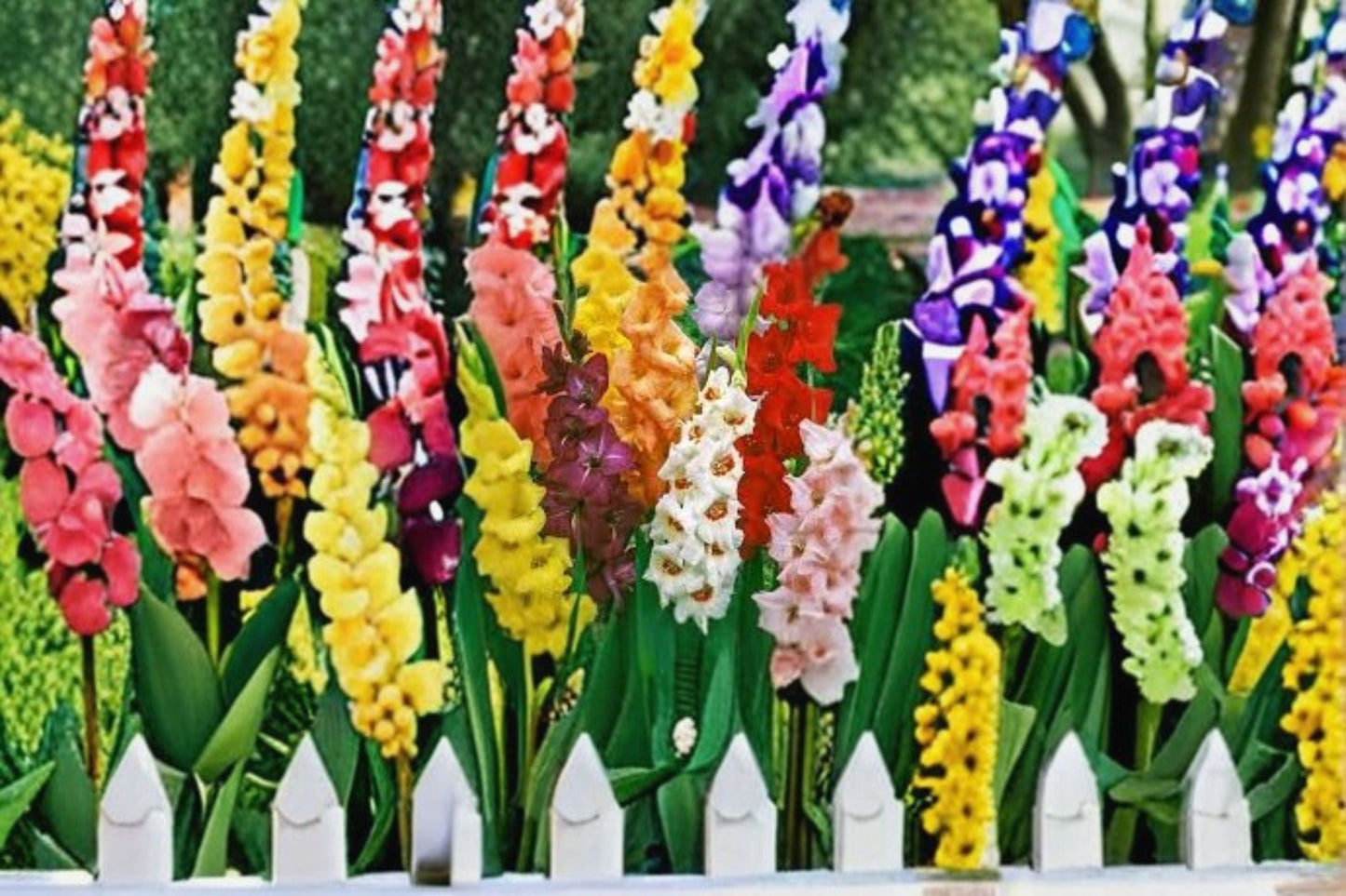 Gladiolus Bulbs - 3 Pack - Colorful Flowering Bulbs for Garden - Gladiolus spp. - Perennial Outdoor Plant