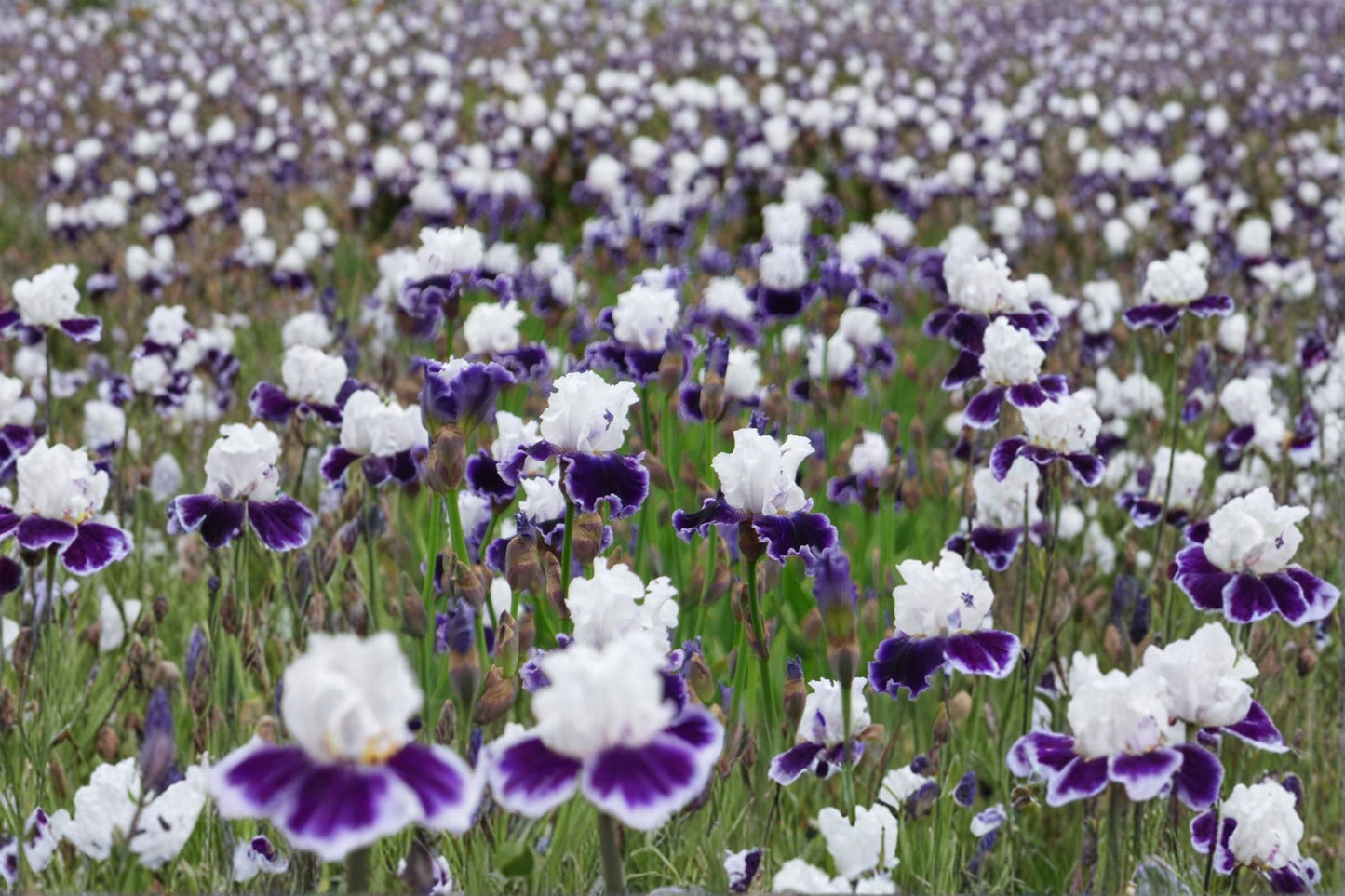 Local Ocean Iris Live Plant - Blue Violet Bearded Iris Perennial - Iris germanica 'Local Ocean' - Drought Tolerant, Deer Resistant