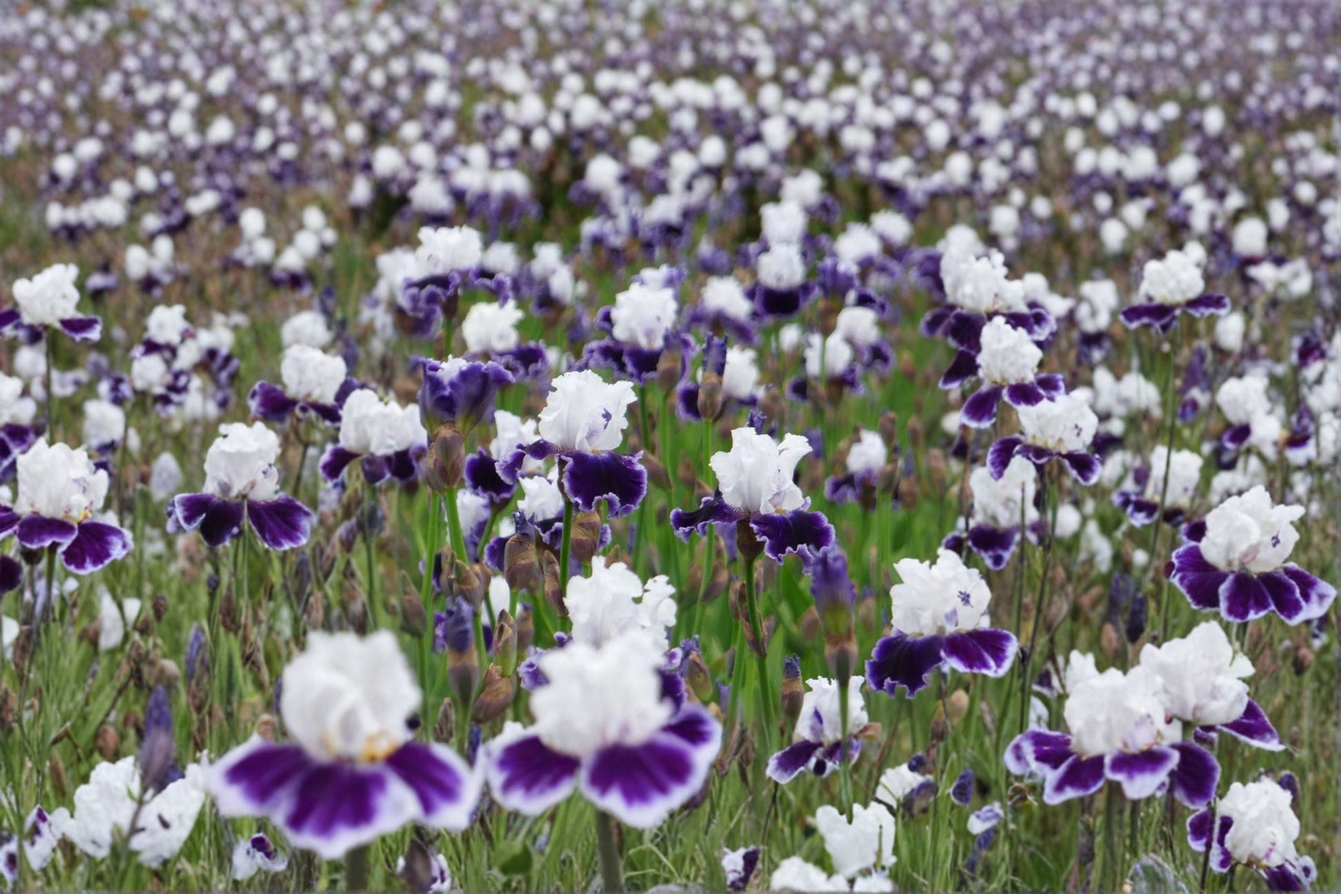 Local Ocean Iris Live Plant - Blue Violet Bearded Iris Perennial - Iris germanica 'Local Ocean' - Drought Tolerant, Deer Resistant