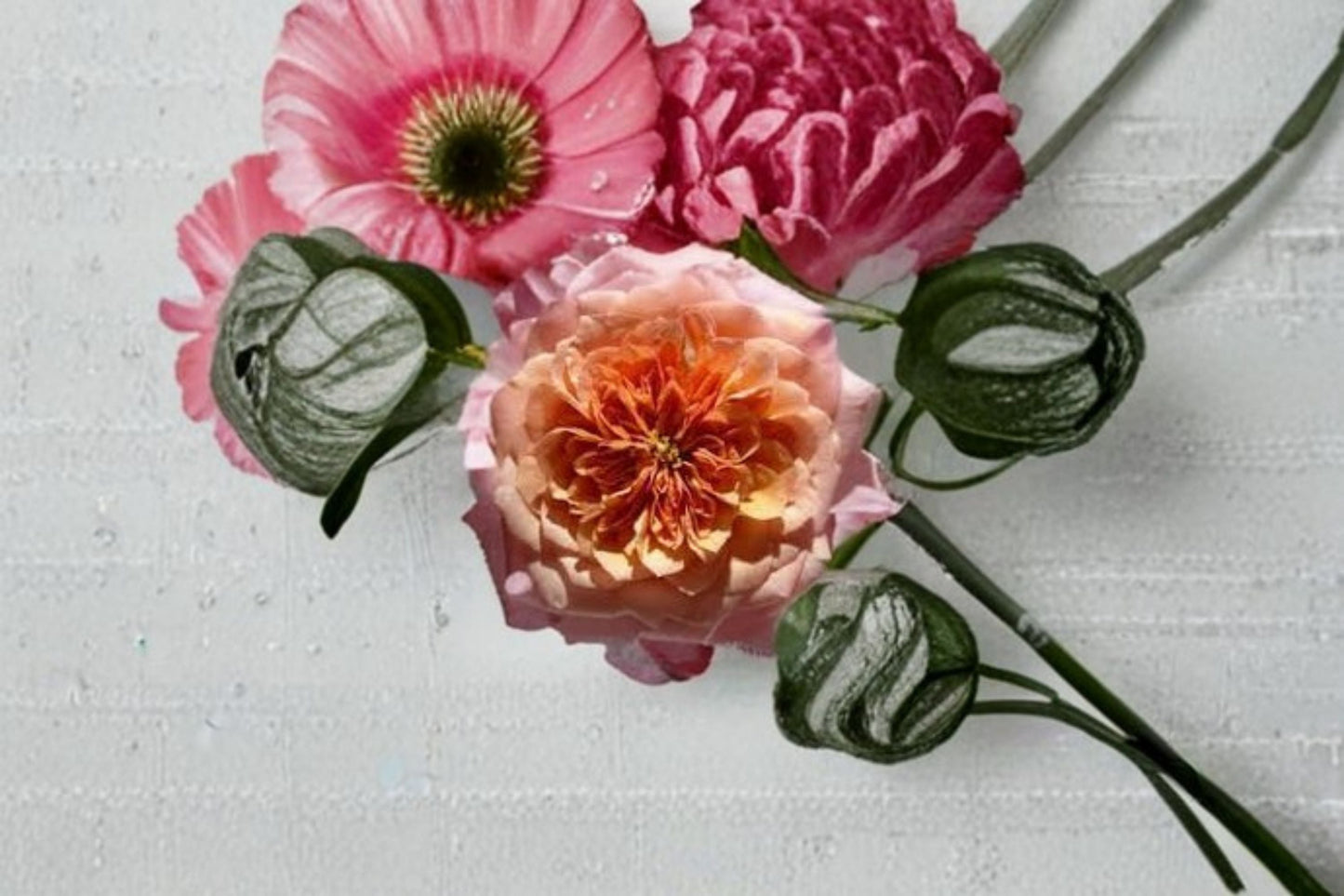 Miyabi Rose Live Plant - Ornamental Pink Apricot Repeat Blooming Shrub Rose - Rosa hybrid - Own Root Container Garden Rose