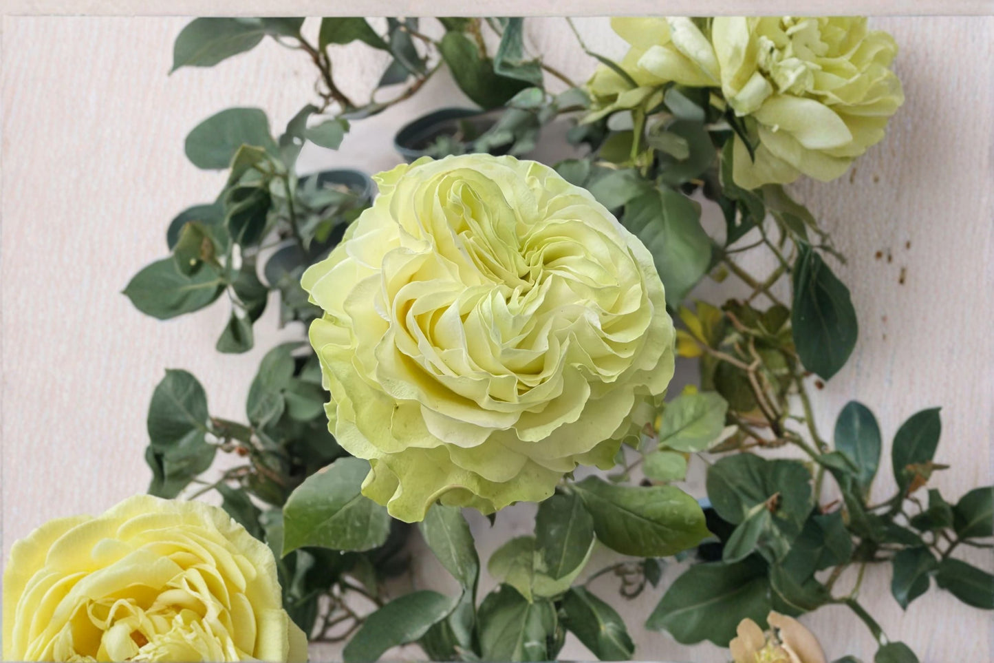 Live Jutta Rose Plant - Dutch Cut Rose, Repeat Blooming, Pink Flowers - Rosa hybrid, Ornamental Garden Rose