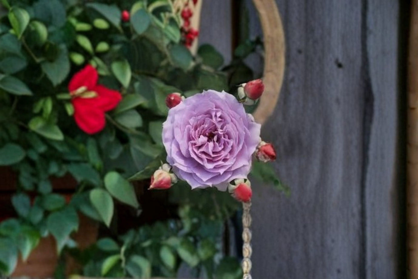 Fragrant Own Root Shrub Rose Live Plant - Novalis Rose (Rosa hybrid) - Easy Care, Disease Resistant, Repeat Blooming