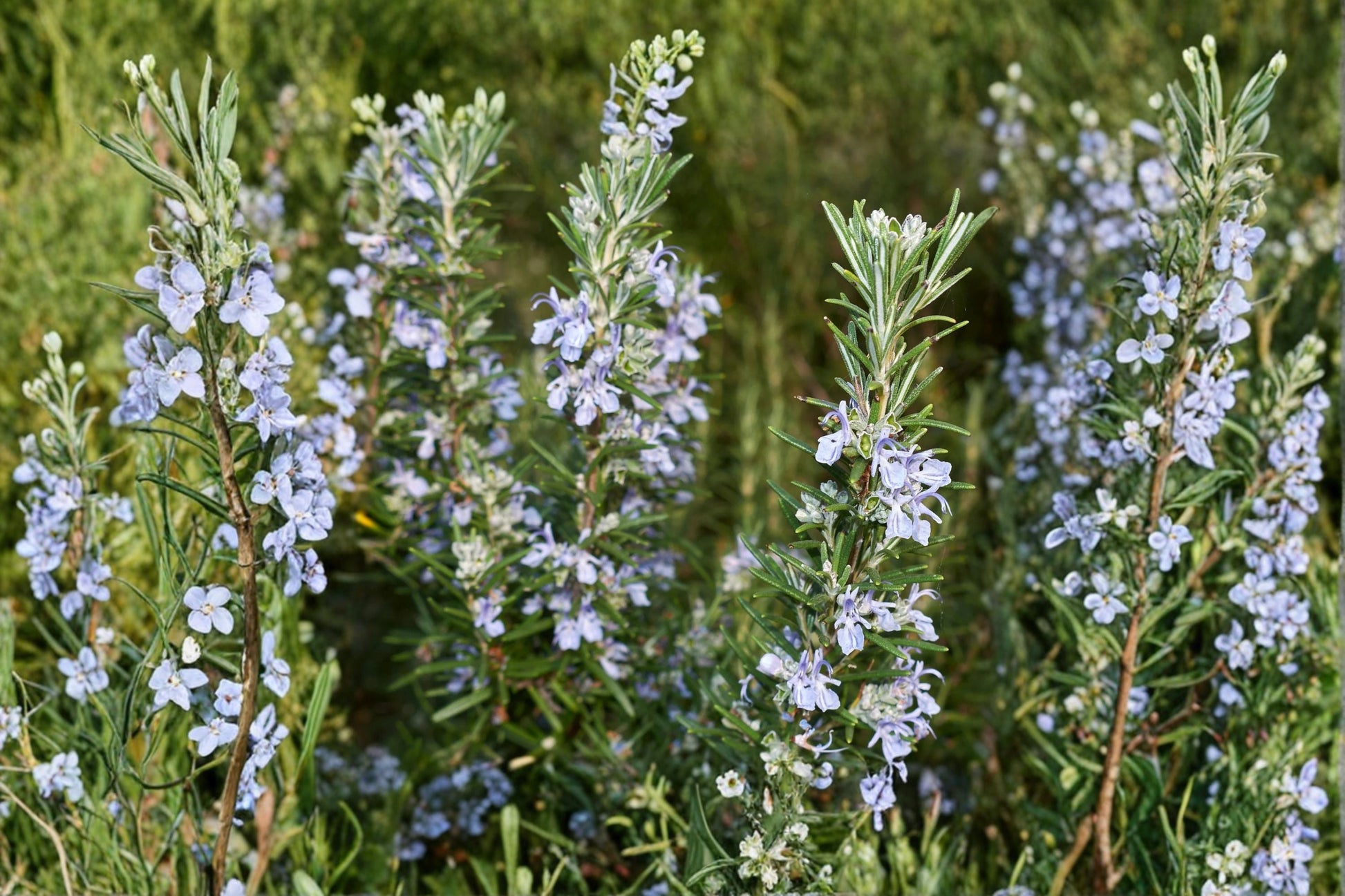 Irene Rosemary Plant – Trailing Evergreen Herb, Aromatic Culinary Groundcover – Rosmarinus officinalis ‘Irene’