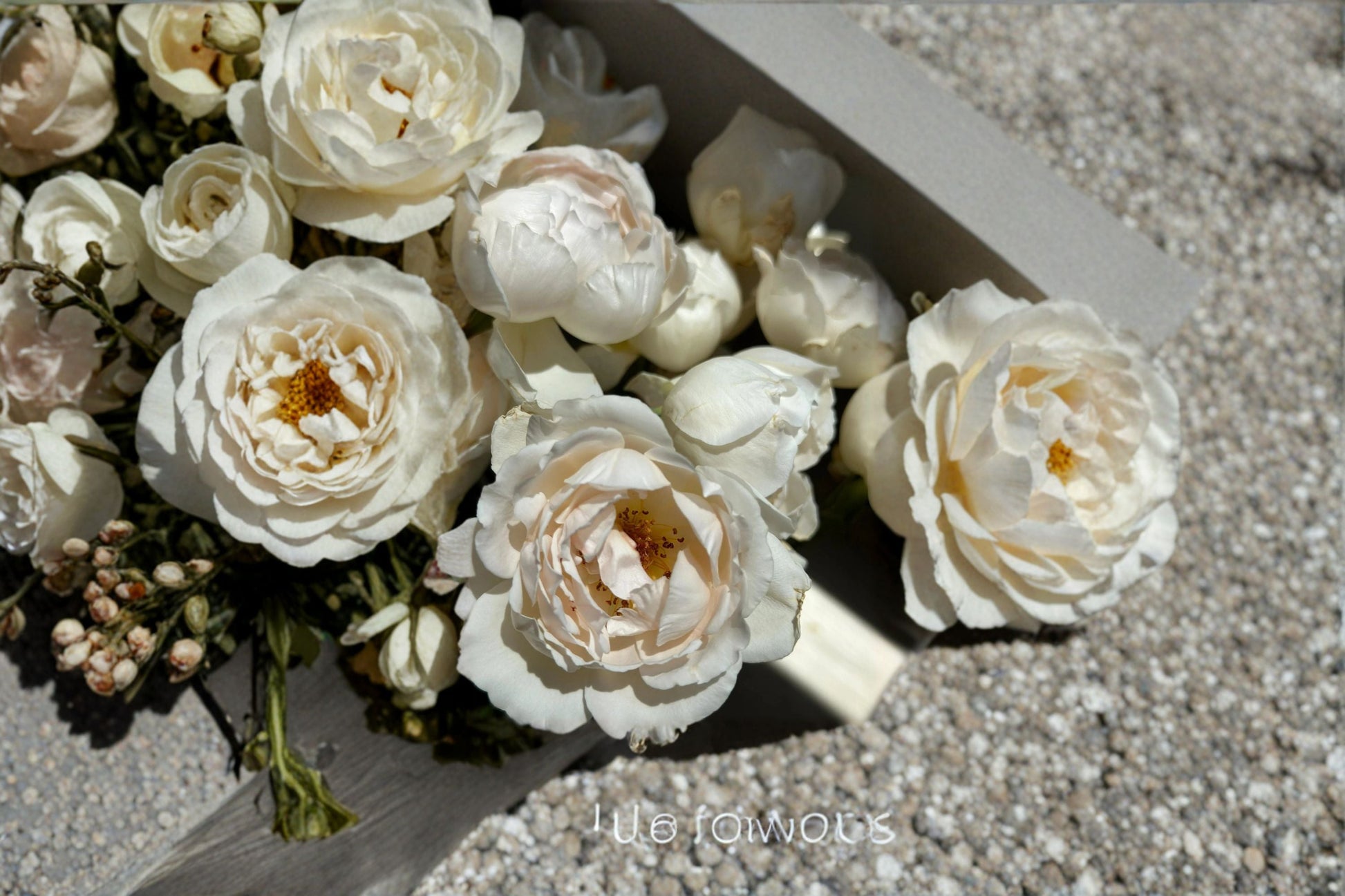 Kashou Japanese Rose Live Plant - Fragrant Hybrid Tea Rose - Rosa hybrid - Own Root for Garden & Floral Arrangements