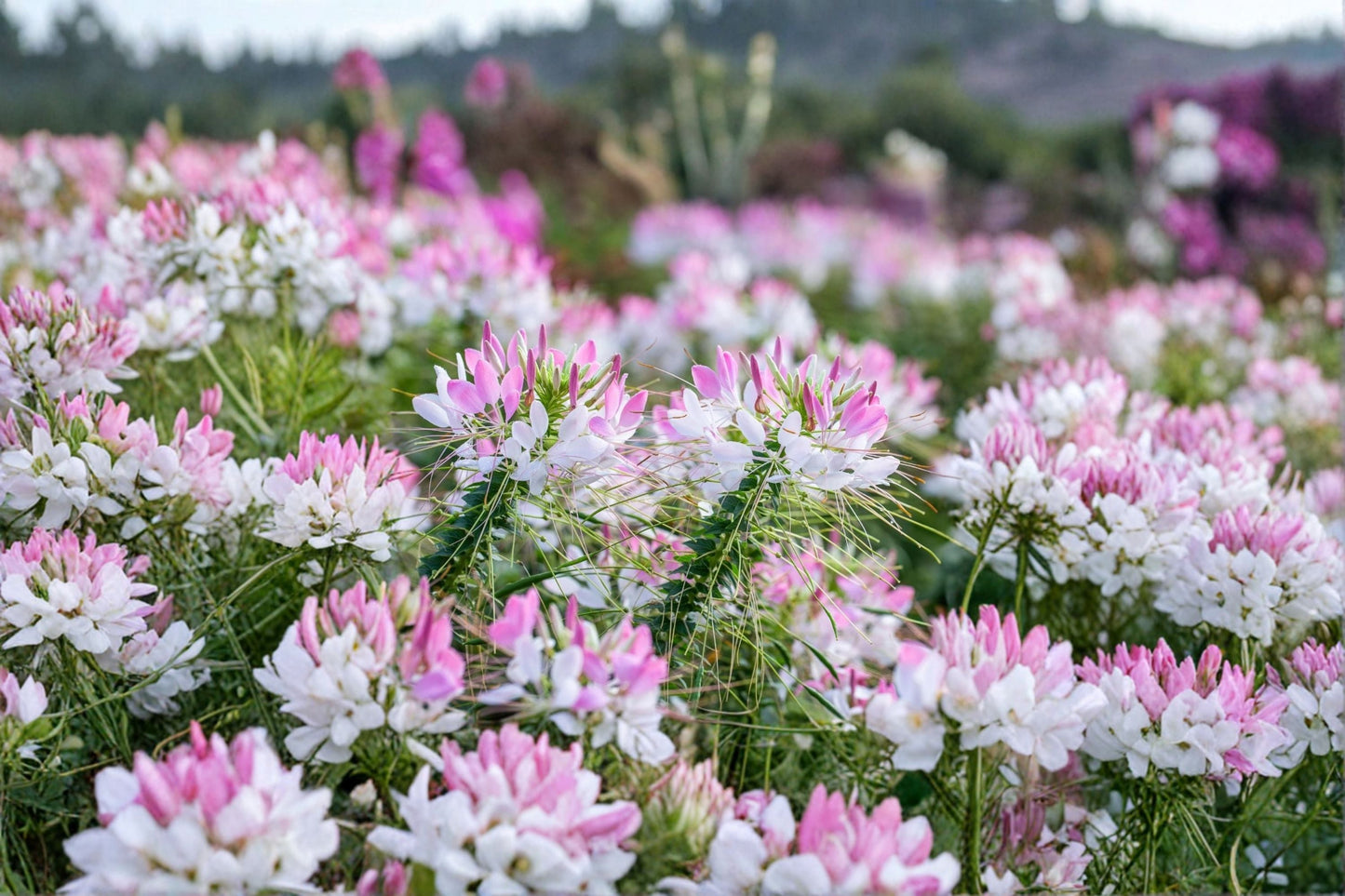 Cleome Spider Flower Plant - Starter Plug - Pink, White, Purple Blooms - Cleome hassleriana - Pollinator-Friendly Annual